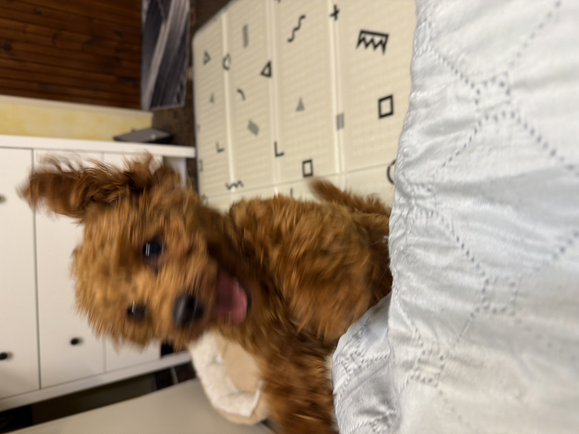 The image shows a blurry, close-up shot of a small, reddish-brown dog with its mouth open, appearing to be panting or excited. The dog is positioned in the foreground, with its body largely out of focus due to motion blur. A light-colored, textured blanket or fabric occupies the bottom portion of the frame. In the background, a light-colored piece of furniture with dark knobs is visible, along with a wooden door and a mat with geometric patterns. The overall setting appears to be indoors, likely a domestic environment. There is no information in the image that indicates its location in Sofia, Bulgaria.