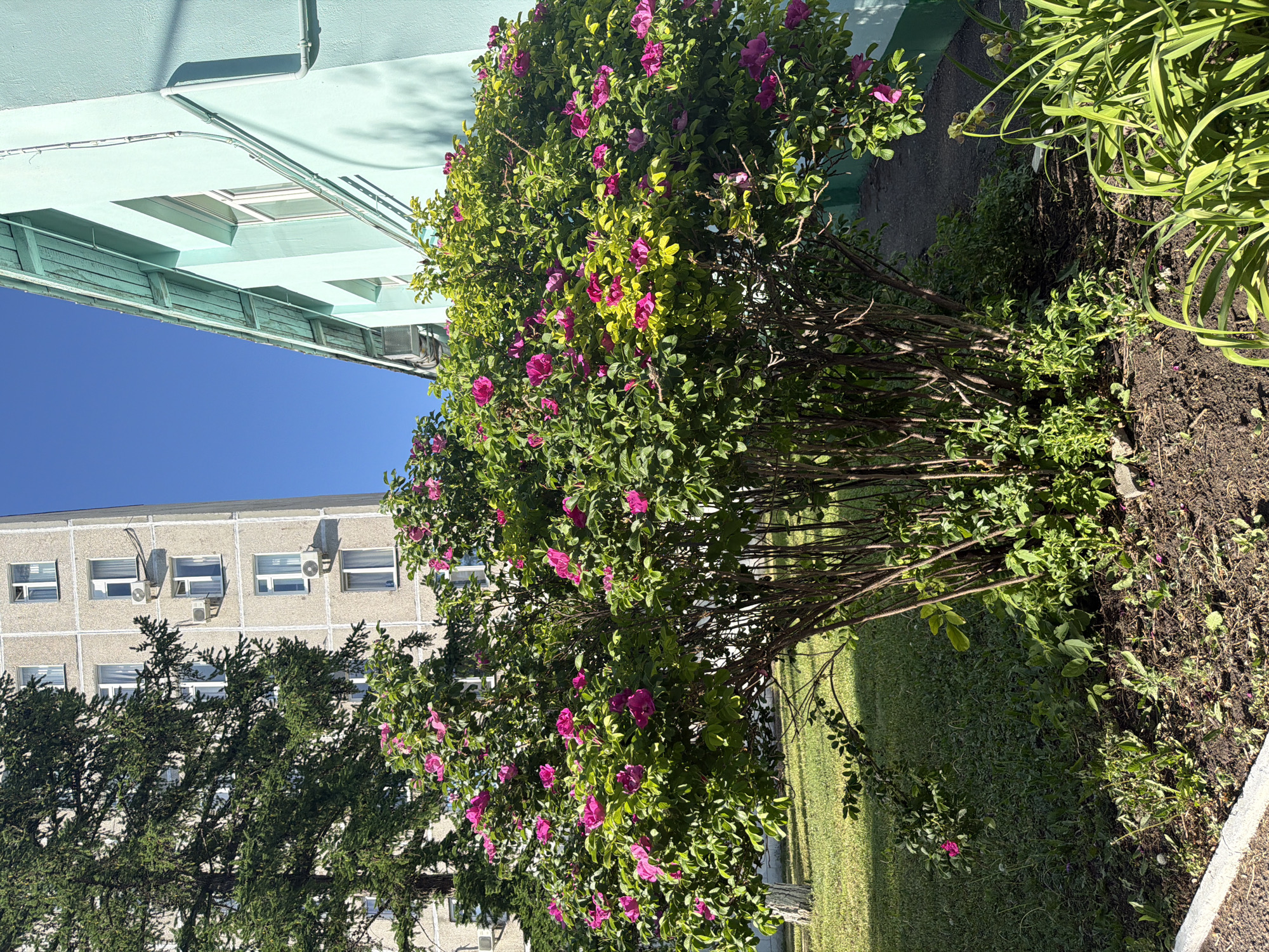 A medium shot landscape photograph taken outdoors depicts a city environment. The prominent objects are a flowering bush with pink blooms, a green building structure, a multi-story gray building, and a green tree. The flowering bush is the focal point of the image, standing on the right. To its left, there is a gray, multi-story building with numerous windows and several air conditioning units attached to its exterior. In front of this building, there is a dense green tree. Behind the flowering bush, part of a mint green building is visible. The bush is planted next to a strip of bare earth, with green grass visible further beyond. The sky above is a bright, clear blue.