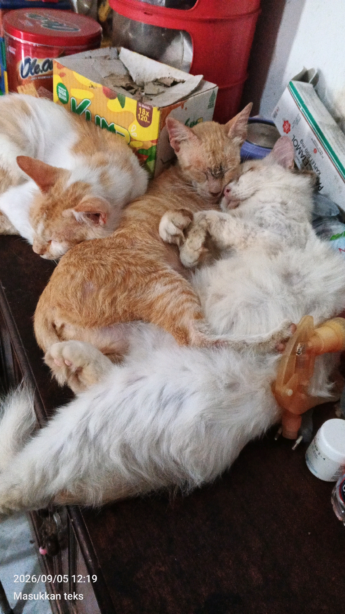Three cats are sleeping on top of each other on a dark wooden surface. The cat on the bottom is mostly white with some light gray patches and is lying on its side. On top of it is a ginger and white cat, also sleeping. On top of that cat is a ginger cat, its face nuzzled into the ginger and white cat. Behind the cats, there are several objects including a red plastic container, a yellow and white box, and a white box with green writing. A small plastic bottle cap is visible on the right side of the image. The timestamp "2026/09/05 12:19" is overlaid on the bottom left of the image, along with the text "Masukkan teks". The image appears to have been taken indoors, possibly in a storage area or a home environment in Jeru, Indonesia, given the presence of common household items.