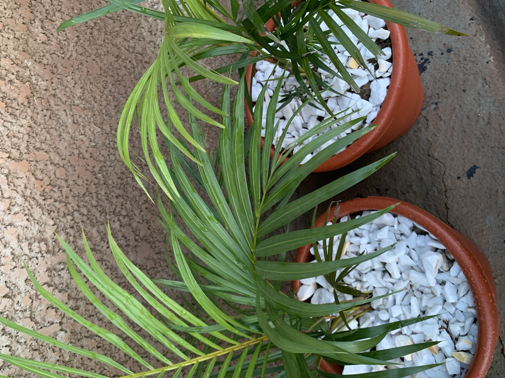 Two potted palm plants with green, feathery leaves are shown in an outdoor setting. The plants are in brown plastic pots filled with white decorative stones. The background is a textured, light brown wall. The plants appear to have been recently watered, as water droplets are visible on the leaves. The ground beneath the pots is a dark gray concrete surface with some dirt or debris.
