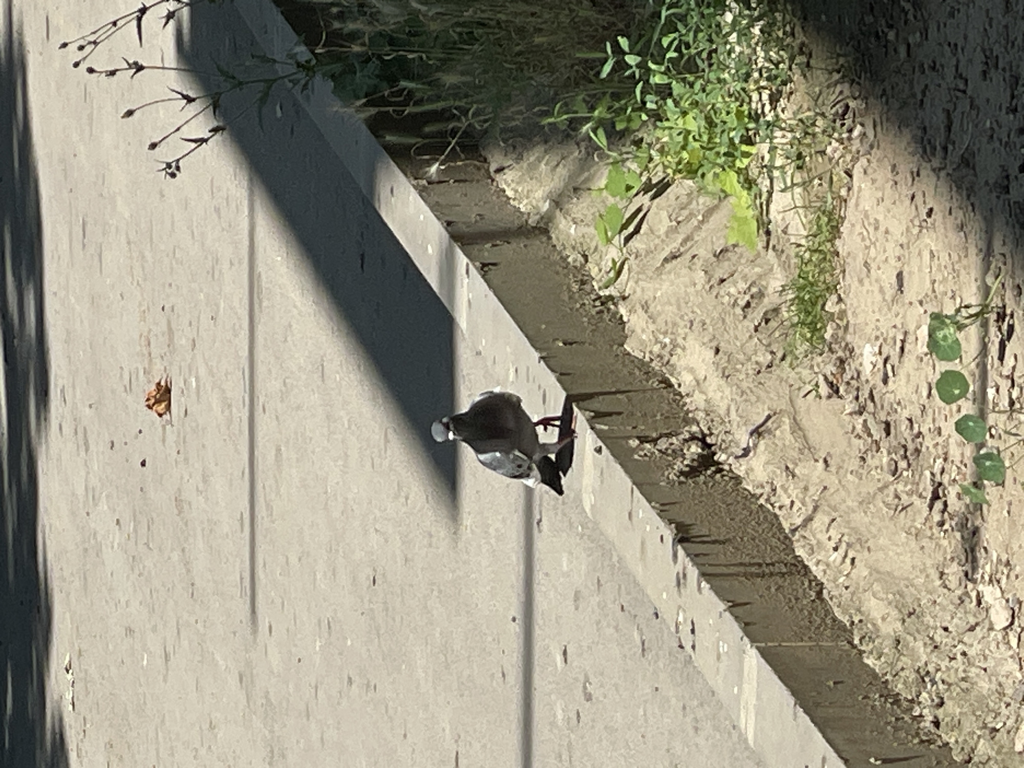 A pigeon stands on a concrete path next to a raised concrete planter filled with dirt and some greenery. The pigeon is mostly grey with some white and black markings. Its head is slightly lowered as if it's pecking at something on the ground. The concrete path has a rough texture with some small dark spots. A shadow of thin, leafy branches falls across the left side of the path, suggesting it's daytime and sunny. The planter has a rough, textured surface, and some small green plants are growing from it, with some small, round green leaves visible. The scene appears to be outdoors in a public space, possibly a park or a street. No text is visible in the image. The time of day appears to be midday, given the sharp shadows. The weather is likely clear and sunny.