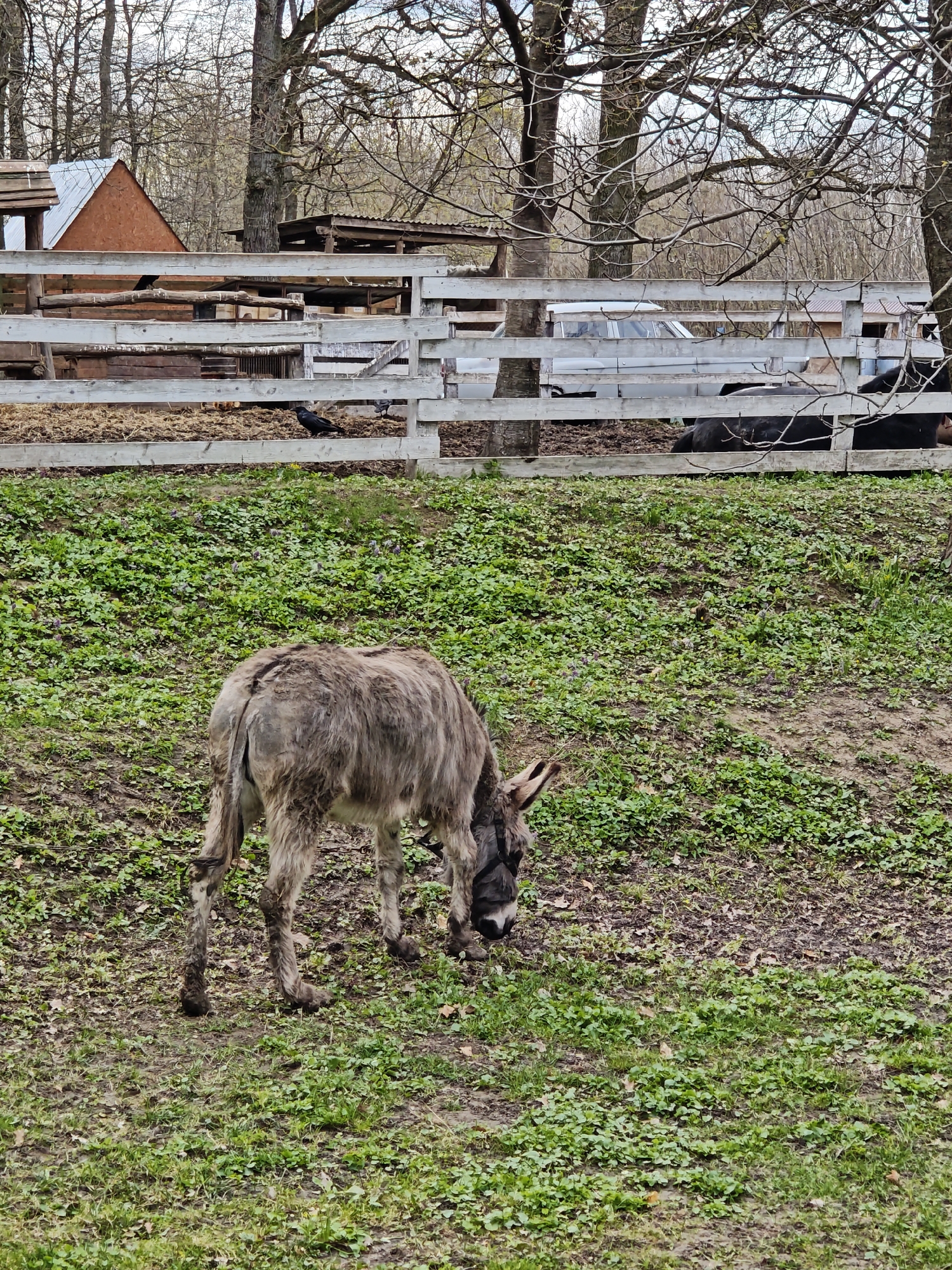 The image depicts a donkey grazing in a grassy area. In the background is a white wooden fence with what appears to be a vehicle and some structures partially visible behind it. There are also bare trees. This scene is located in or near Khrinivka, Ukraine.
