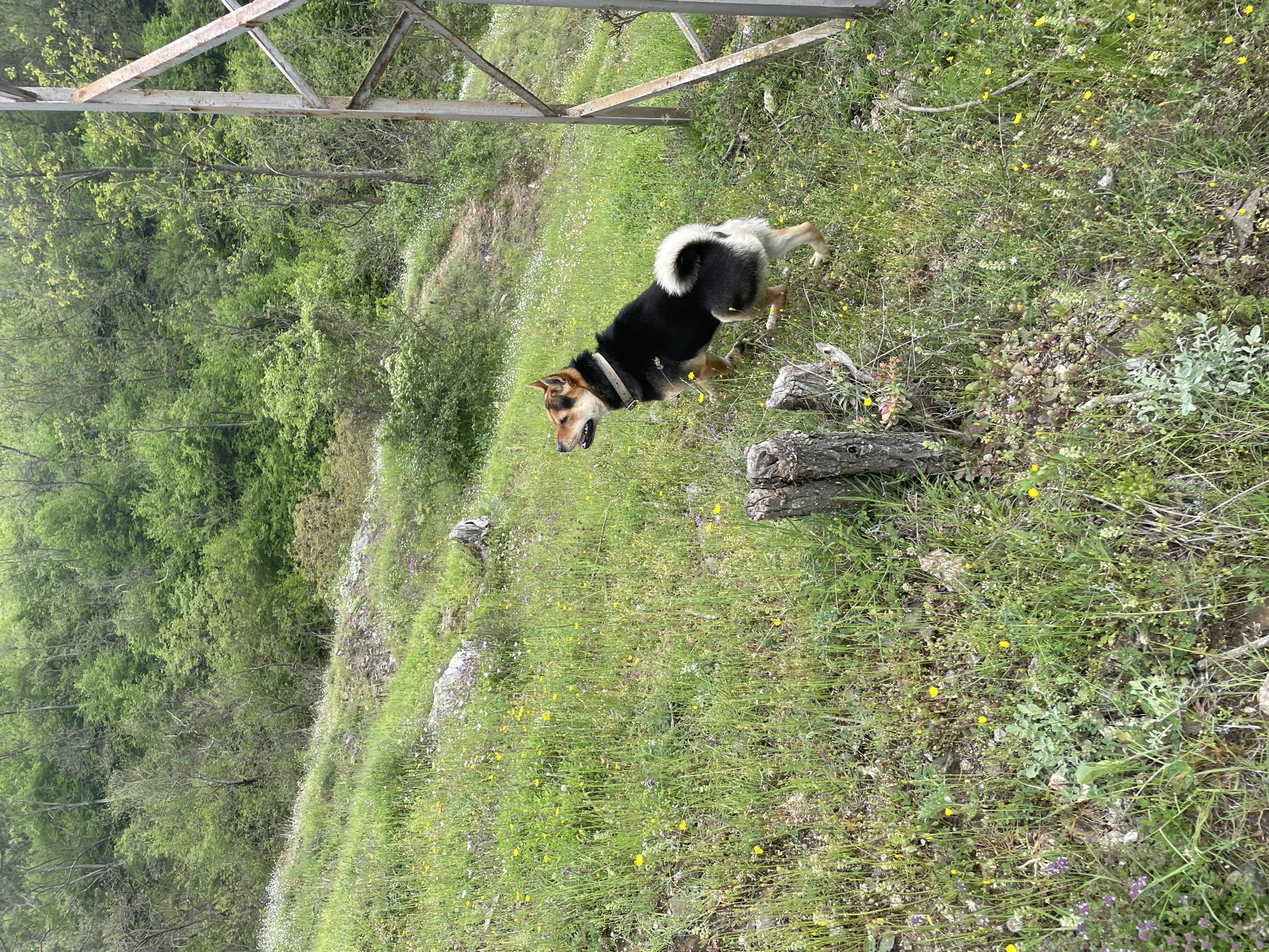 The image captures a medium-sized dog with black, tan, and white fur standing on a grassy hillside in Zlatograd, Bulgaria. The dog is wearing a light-colored collar. The hillside is covered in green grass and small wildflowers, including yellow and white varieties. A rocky outcrop is visible in the background on the left side of the image, near trees. A metal structure is also visible in the top left corner. Logs are on the ground near the dog.