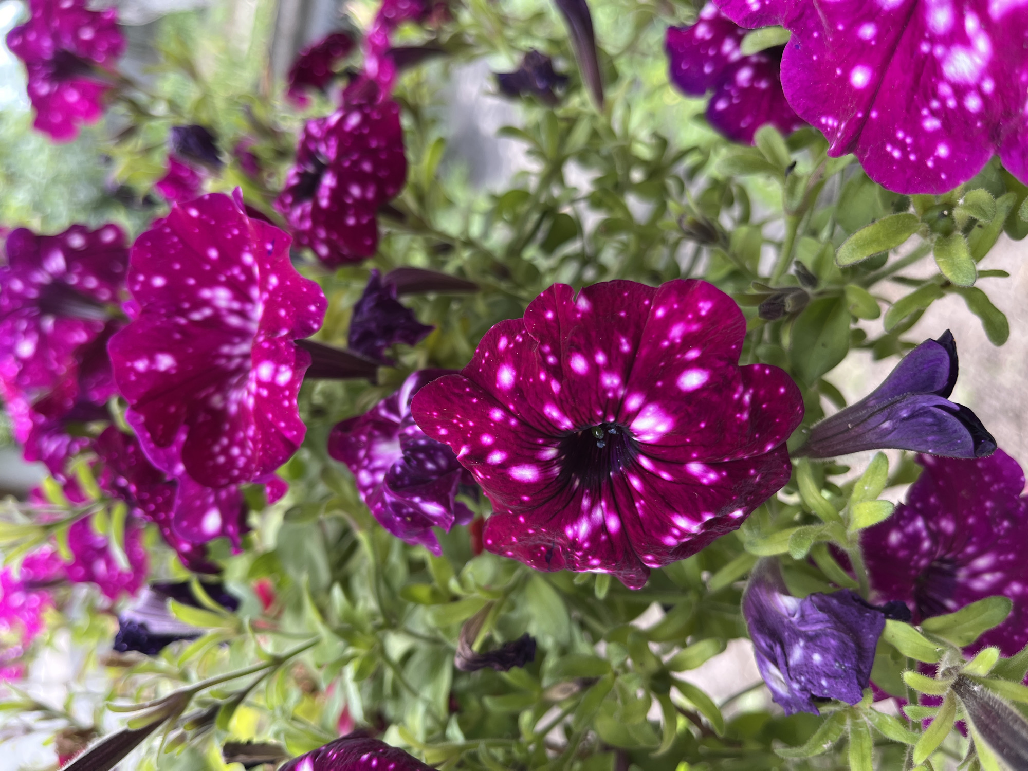 The image shows a close-up of a cluster of dark pink petunias with white speckles, some of which appear to be wilting or faded. The flowers are set against a backdrop of green foliage. The scene is not specifically located in Kalynivka, Ukraine. The image contains no people or discernible actions.