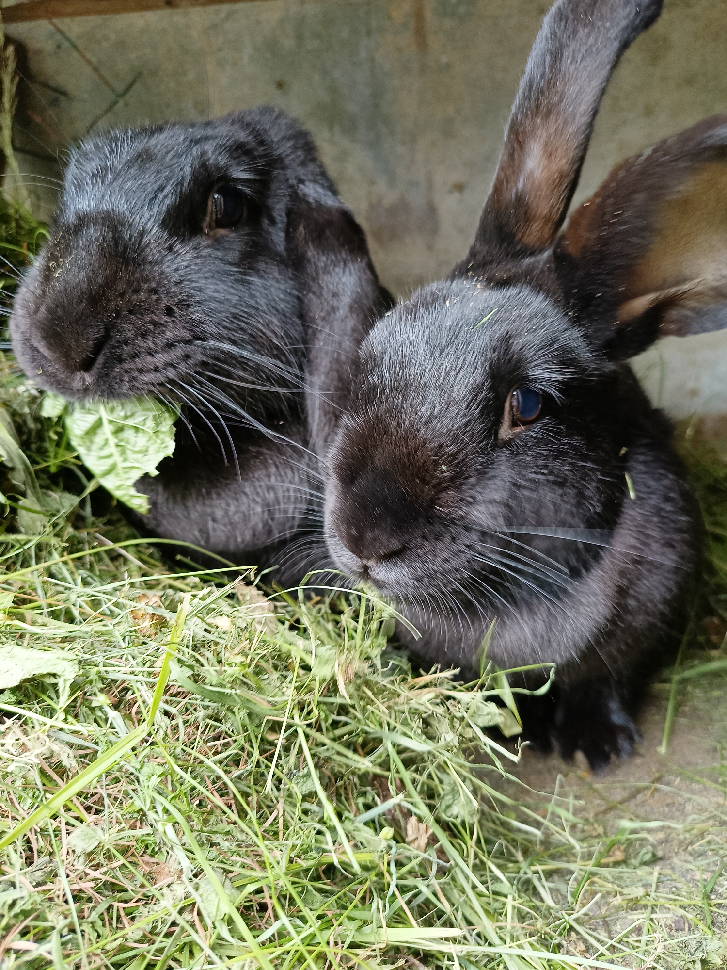 Two black rabbits are nestled in a bed of hay and green vegetation. One rabbit on the left is partially obscured, with its head down as it chews on a green leaf. Its fur is dark and appears somewhat fluffy. The rabbit on the right is more visible, with its ears perked up and its face turned towards the viewer. Its fur is also black, and its eyes are dark. The environment appears to be an outdoor enclosure, possibly a hutch or pen, with a concrete or dirt floor visible beneath the hay. The lighting suggests it is daytime. The location is the city of Lagovskoe, Russia.