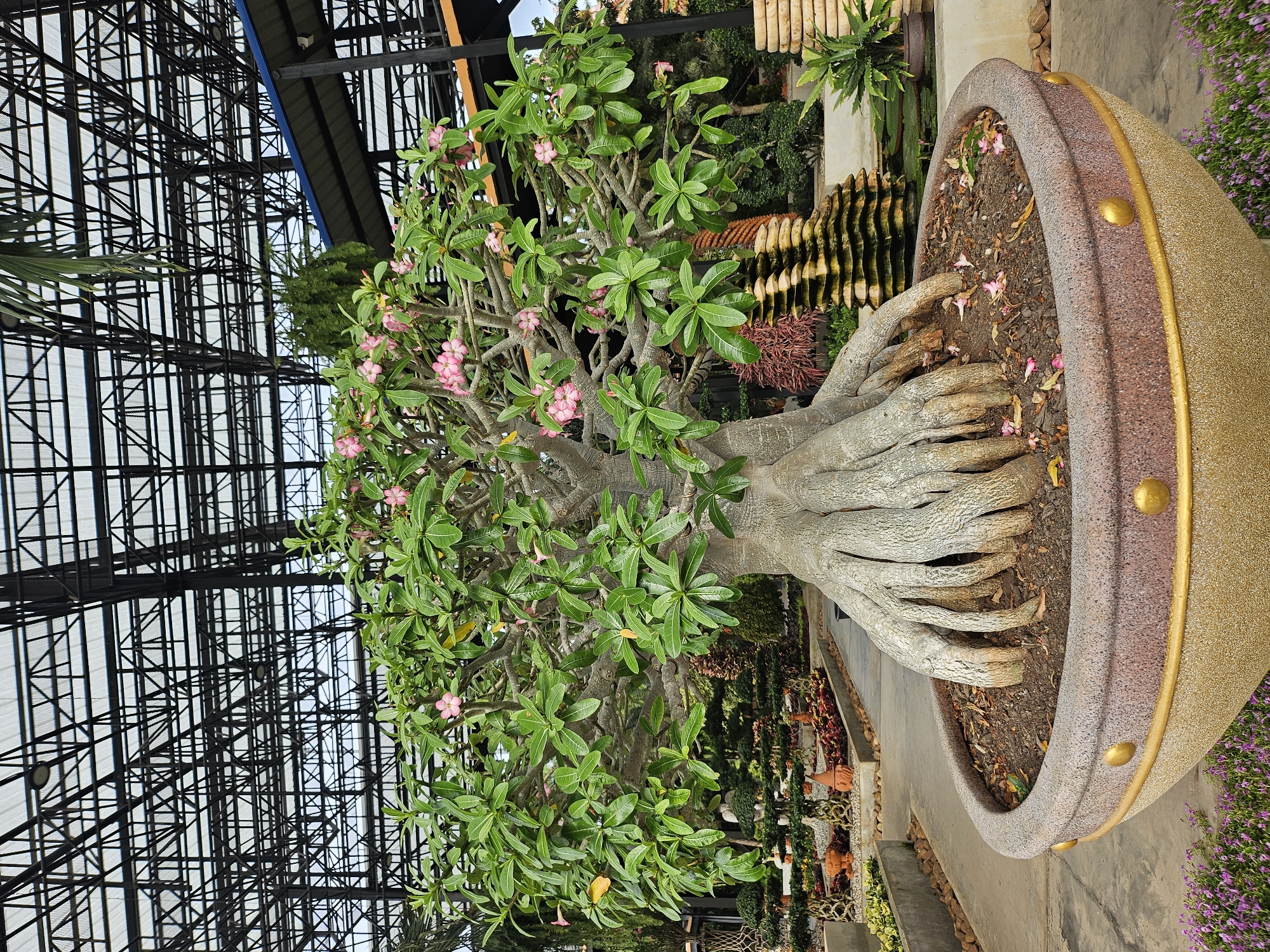 A close-up, eye-level, full shot captures a large Desert Rose bonsai tree with prominent, exposed roots in a large, decorative pot. The tree has a thick, bulbous trunk and many branches covered in lush green leaves and delicate pink flowers. The pot is a wide, shallow ceramic bowl with a textured, speckled brown and gold exterior and a smooth, reddish-brown rim adorned with gold studs. The tree and pot are situated on a paved walkway in an outdoor garden setting. In the background, a large greenhouse structure with a black metal frame and translucent roofing is visible, enclosing rows of plants and other garden features. The overall environment suggests a well-maintained botanical garden or nursery. The scene is set in Na Chom Thian, Thailand, indicated by the context of the botanical garden being located there. No people are present in the image.