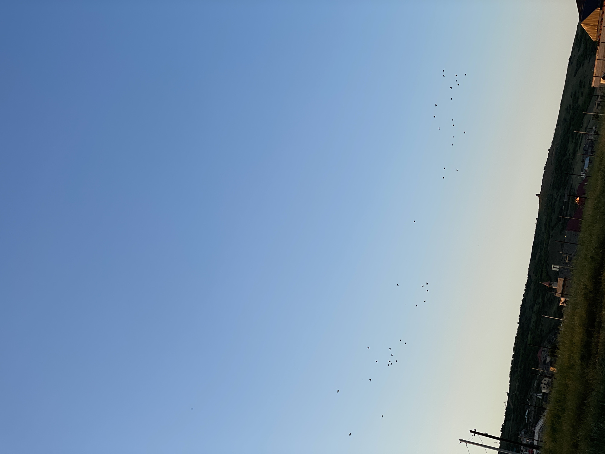 The image shows a flock of birds flying in a clear sky above a rural landscape. The sky transitions from a bright blue at the top to a lighter, pale blue near the horizon, indicating it is likely late afternoon or early evening. The sun is not directly visible, but its presence is suggested by the soft lighting and the gradient of the sky.
The birds are scattered in a loose formation, appearing as small, dark silhouettes against the sky. Their flight pattern is somewhat dispersed, with some birds flying individually and others in smaller groups.
The lower portion of the image reveals a hillside covered with green vegetation, suggesting a natural or agricultural setting. A few scattered houses and structures are visible nestled into the hillside, along with what appears to be a fence and utility poles in the foreground. The overall scene depicts a peaceful, rural environment as the day winds down. The location is identified as Buynaksk, Russia.