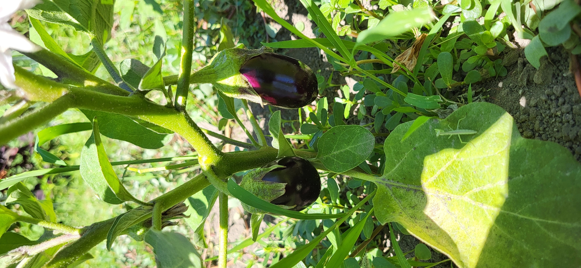 A close-up shot of two ripe eggplants growing on a plant in a garden. The eggplants are dark purple and glossy, with green calyxes. They are hanging from a thick, green stem. The plant has large, green leaves. The background is a blur of green foliage and soil, suggesting an outdoor garden setting. The scene is well-lit, with sunlight casting shadows. There is a small, light green praying mantis on a large leaf in the lower left of the frame. The image is taken in Taldykorgan, Kazakhstan.