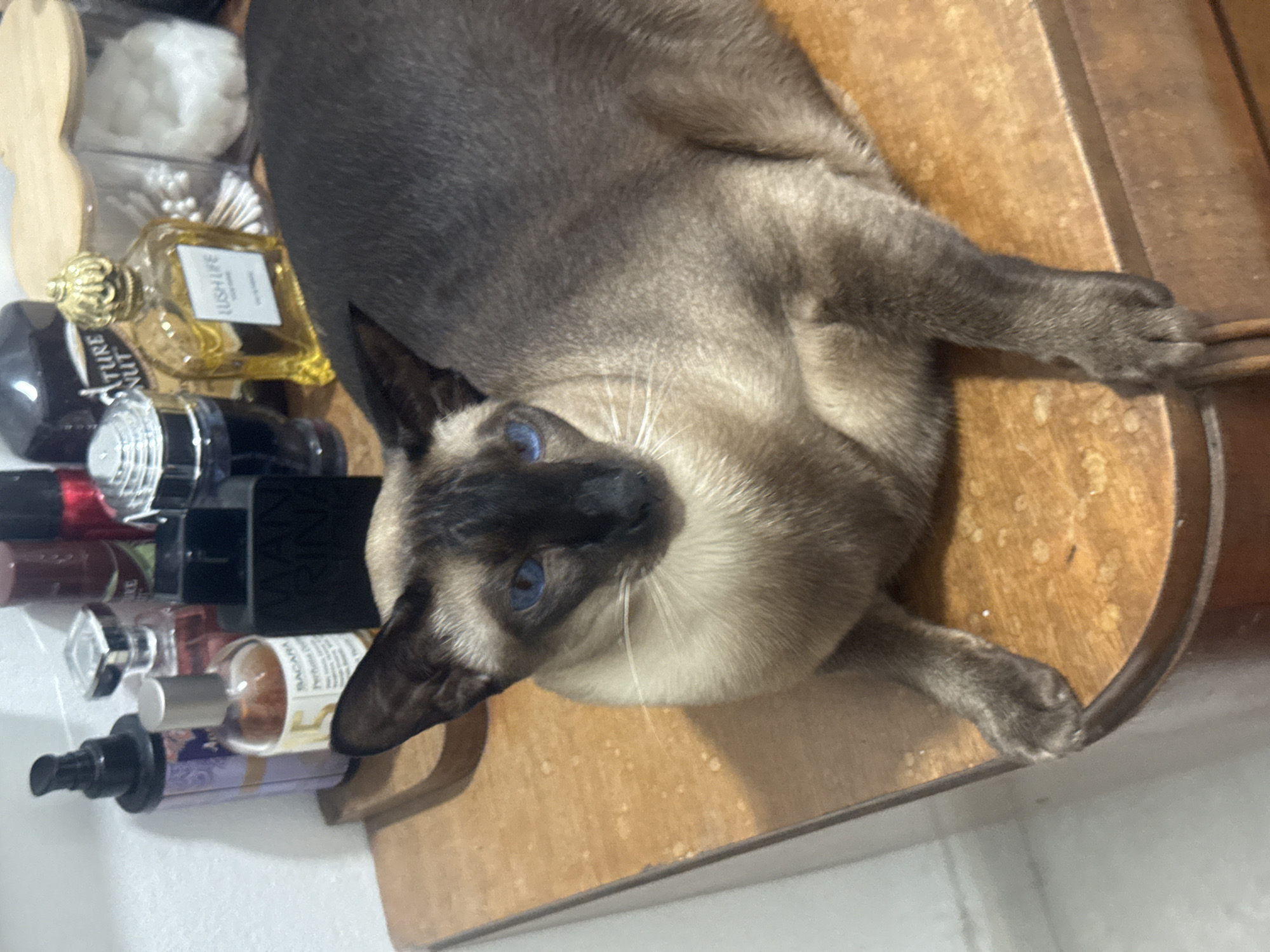 A Siamese cat with striking blue eyes rests on a wooden dresser. The cat's fur is a mixture of cream and dark brown, with darker points on its ears, face, and paws. Various perfume bottles, including one labeled "LUSH LIFE," are arranged on the dresser behind the cat. A black rectangular object, possibly a box or another bottle, is also visible among the perfumes. The dresser appears to be in a domestic setting. The image was taken in Ramat Gan, Israel.