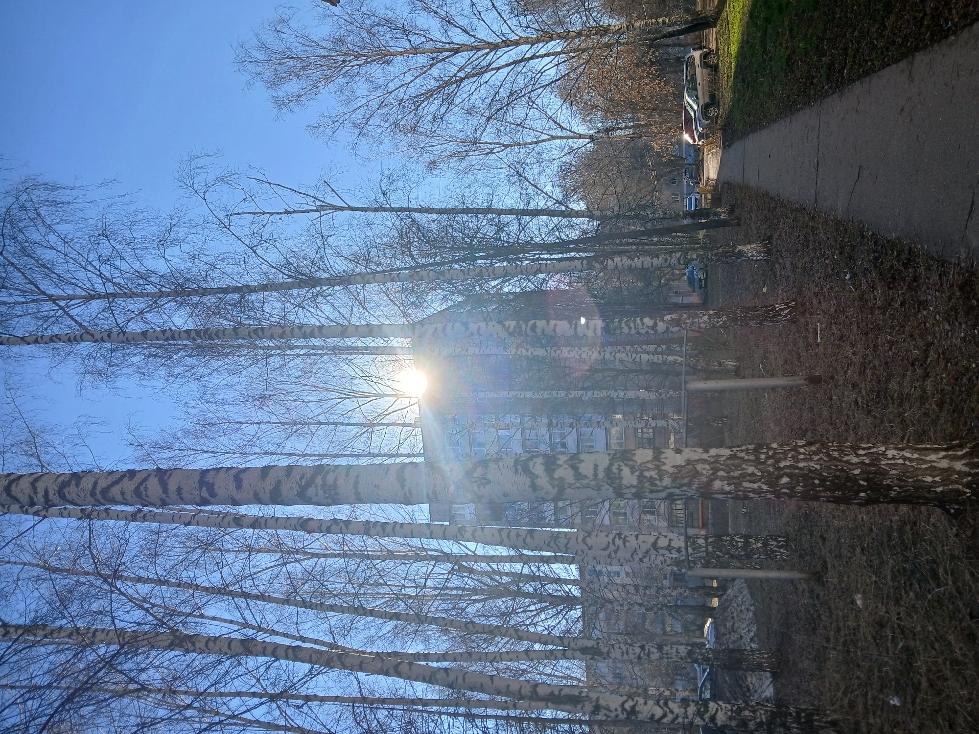 The image depicts a street scene in Chaikovsky, Russia. A row of birch trees lines a sidewalk. The trees are leafless, suggesting it is autumn or winter. The sun is visible behind the trees. The buildings in the background are apartment blocks. There are several parked cars, the sidewalk is lined with fallen leaves and grass.