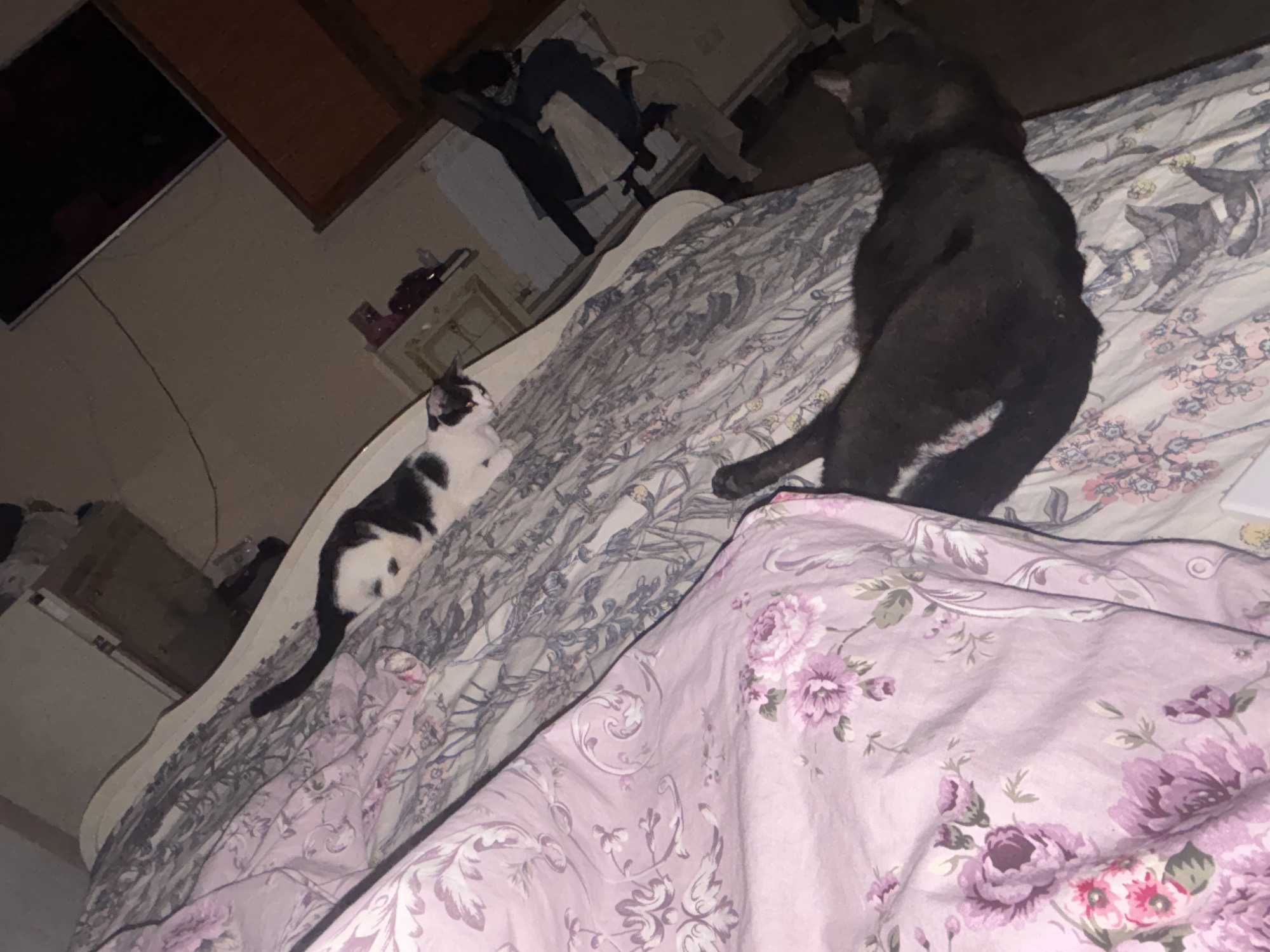 The image shows two cats on a bed with floral and patterned bedding. The cat in the foreground is dark-colored and lying on its side, facing away from the camera. The second cat, which is black and white, is lying down on the patterned bedding in the background, facing towards the left of the frame. The room appears to be a bedroom with furniture, including a dresser and a television, visible in the background. The lighting suggests it is nighttime or the room is dimly lit. There is no information in the image to indicate its location in Vratsa, Bulgaria.