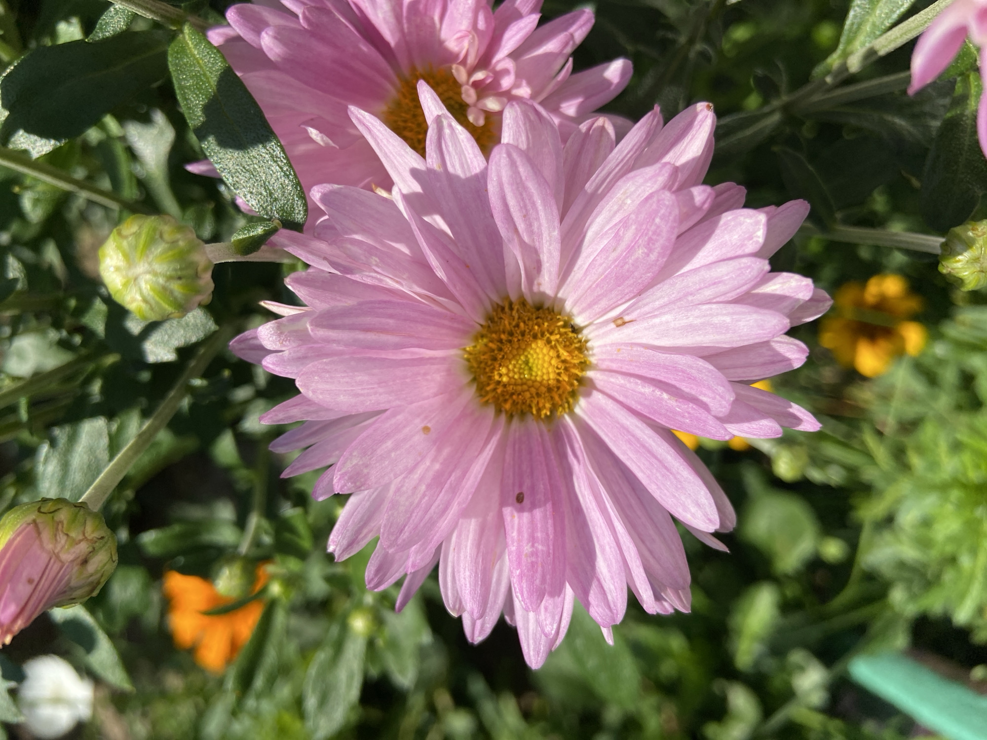 The image displays a close-up view of pink chrysanthemums in bloom, with their yellow centers prominently visible. The flowers are surrounded by green foliage, and other flowers, including orange and yellow ones, are partially visible in the background, some in bud form. The lighting suggests a sunny day. The image was captured in Balashikha, Russia.