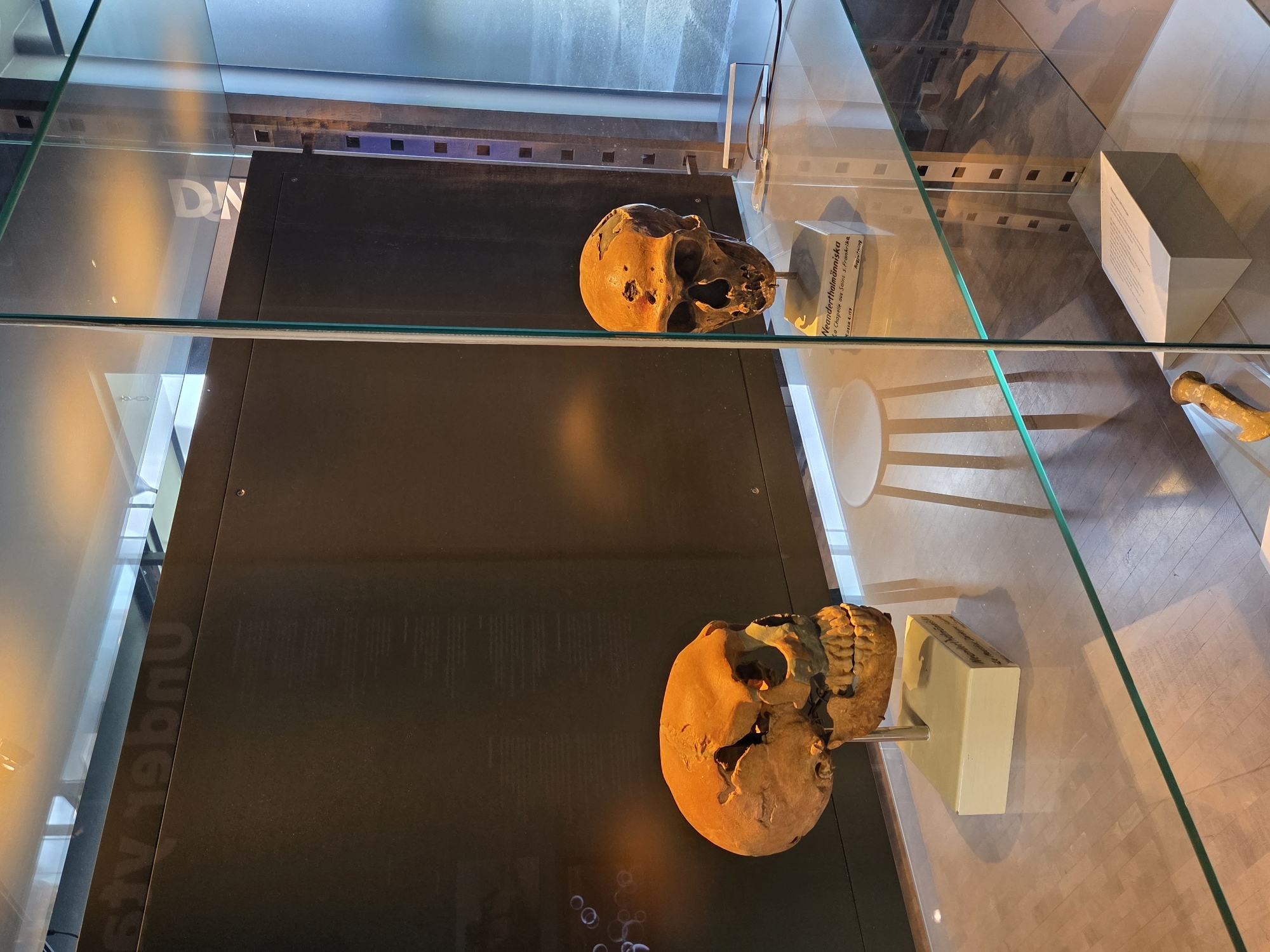 The image depicts an exhibition display case in the city of Malmö, Sweden. Inside the glass enclosure, two ancient skulls are prominently displayed on pedestals. The skull on the left appears to be a more fragmented and weathered specimen, while the skull on the right is more intact and sits on a light-colored rectangular base with text that reads "Neanderthalmänniska, La Chapelle aux Saints. S. Frankrike". Behind the skulls, a dark display board features faint text and some circular markings. A small, white stool is visible between the two skulls. The display case has glass shelving, and the flooring appears to be made of light-colored wood. Reflections of the ceiling lights are visible on the glass surfaces. A portion of a sign with white lettering on a dark background can be seen on the far right side of the display.