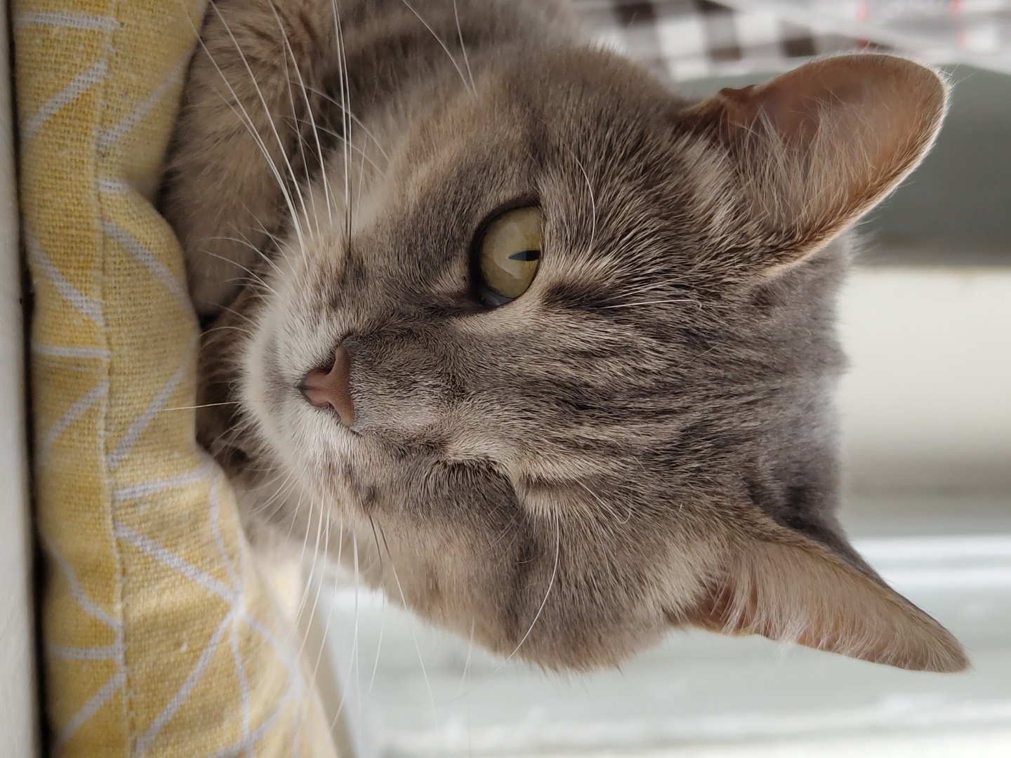 A close-up, head-on shot captures a tabby cat with a single visible eye and a closed eyelid on the right side of its face. The cat is resting its chin on a yellow cushion with a white geometric pattern. Its fur is a mix of gray and brown stripes, and its whiskers are long and white. The background is blurred, with hints of vertical blinds and a checkered pattern on the left. The lighting suggests it's daytime, possibly near a window. The cat's expression is calm and relaxed. The scene is indoors, in an unspecified indoor location.