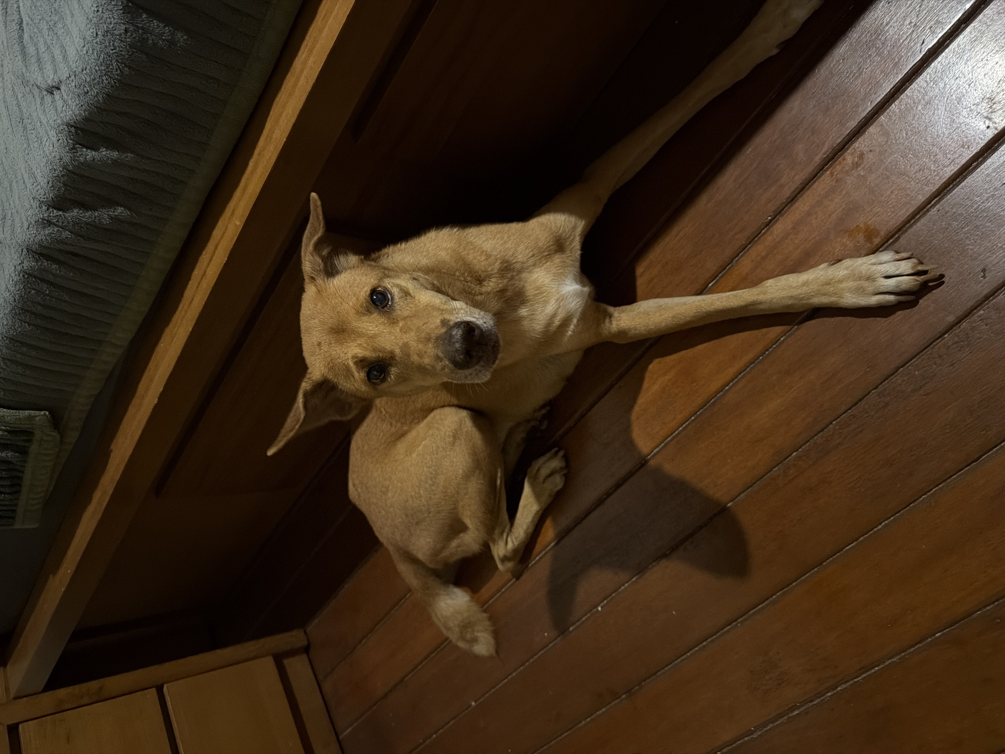 An interior scene captured from a high angle shows a light-brown short-haired dog lying on a polished dark wood plank floor. The dog is positioned centrally, facing directly towards the viewer with its head slightly tilted and dark eyes open. Its left front leg is extended forward, while its right front leg is tucked underneath its chest. The hindquarters are curled, with the fluffy-tipped tail visible to the left of its body. A small, dark mark is present on the dog's left muzzle area. To the left background, a portion of a dark wooden dresser or cabinet with two visible drawers is present. Directly behind the dog, a dark wooden bed frame or furniture base is visible, above which a segment of a ribbed, dark grey blanket or bedspread is draped. The room is dimly lit, casting defined shadows on the wooden floor and beneath the furniture. The location is an indoor residence in Kutuh, Indonesia.