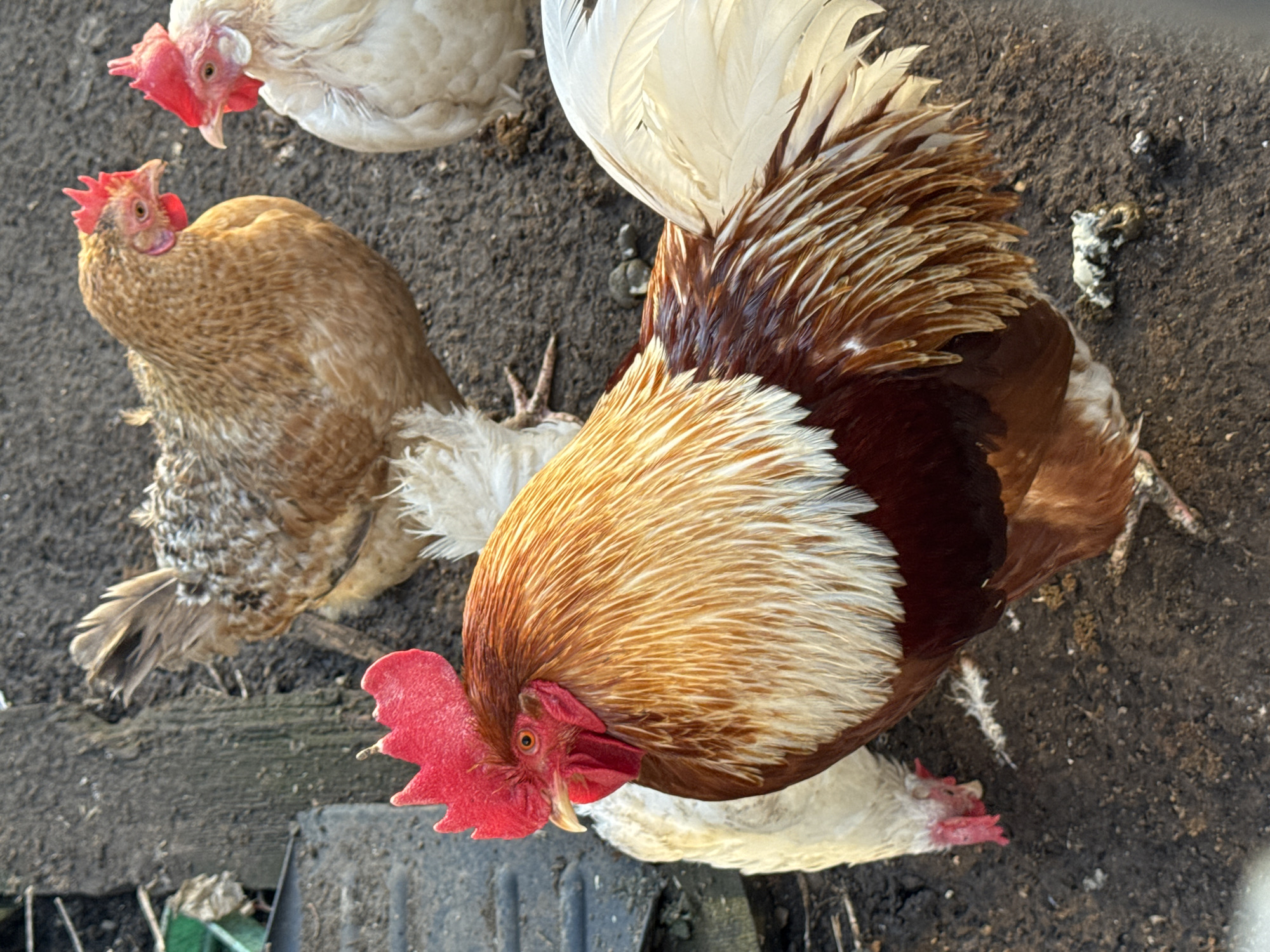 A high-angle shot depicts a group of chickens in a dirt and mulch environment. A rooster dominates the frame, displaying a mix of white and brown feathers, a prominent red comb, and a curved beak. Around the rooster, there are at least three hens with varying feather colors, including white and brown speckled patterns. The ground is a mixture of dark brown soil and mulch. Some debris, possibly remnants of vegetation or discarded items, lies scattered on the ground. The specific location within Chaikovsky, Russia, is indiscernible from the image. No people are visible.