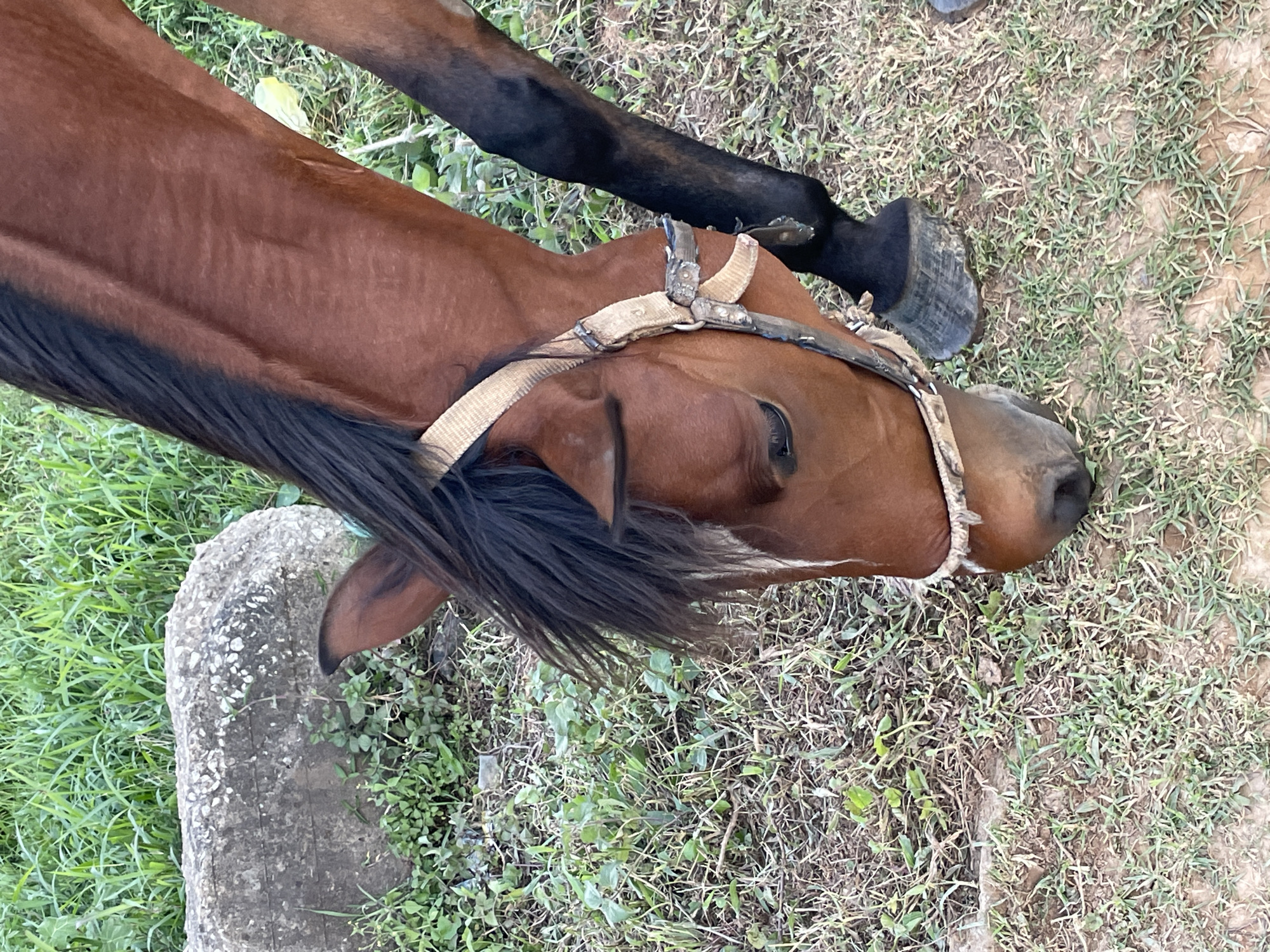 The image shows a brown horse lying on the ground in a grassy area. The horse is wearing a halter. Its head is down, and its eyes are closed, suggesting it is resting or sleeping. A dark-colored hind leg is visible behind the horse's head. The ground is covered with dry grass and some patches of green vegetation. A large, rough, grey rock is positioned to the left of the horse's head. The lighting suggests it is daytime, and the weather appears to be fair. The scene is outdoors, likely in a rural or semi-rural setting, possibly a pasture or stable yard. There is no visible text in the image.