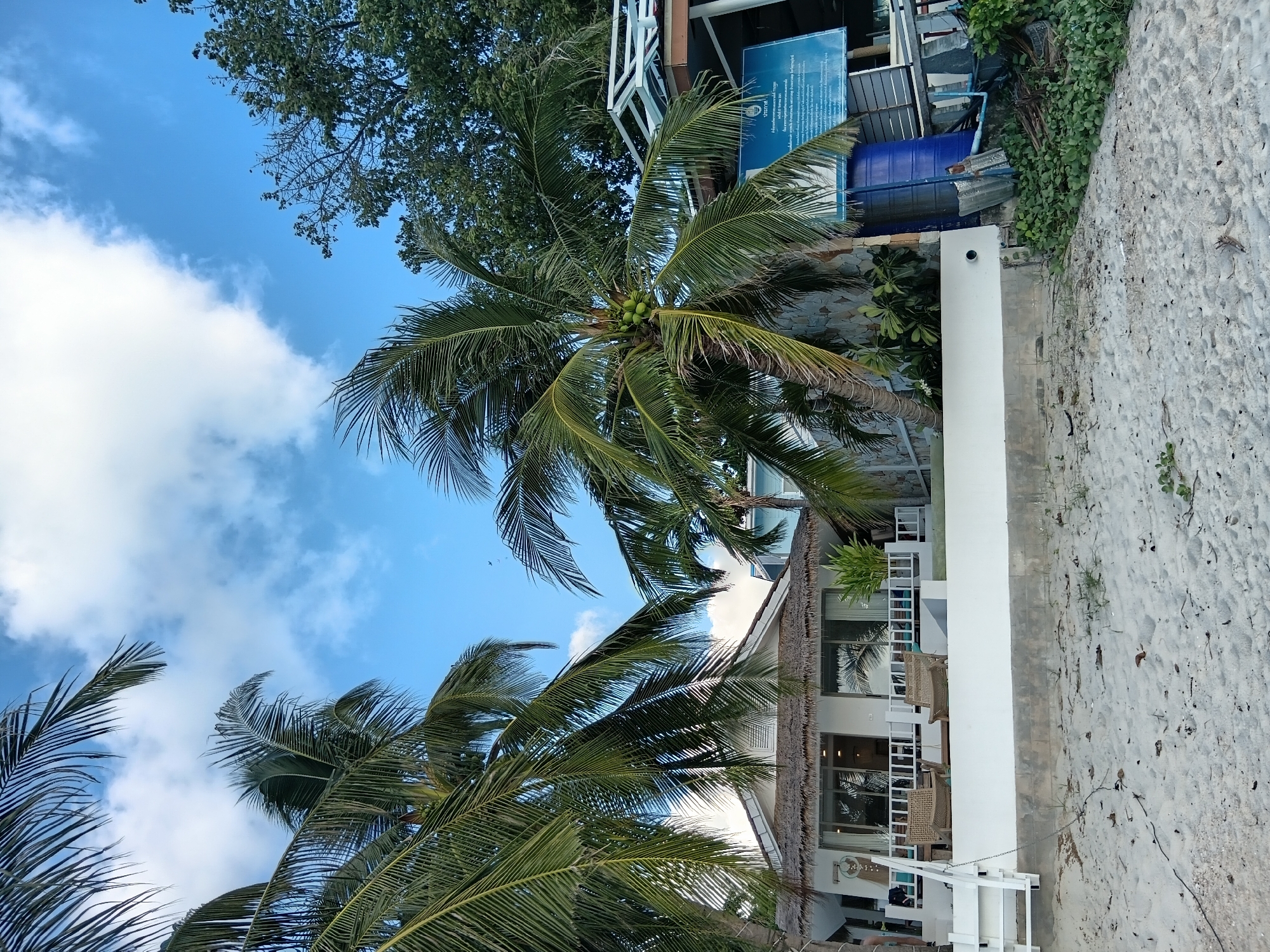 In Baan Bang Rak, Thailand, a beachfront property is depicted under a bright blue sky with scattered white clouds. Two prominent palm trees with green fronds frame the foreground, with one bearing a cluster of green coconuts. In the middle ground, a white building with a thatched roof features large glass doors and windows, opening onto a white-railed porch furnished with two wicker chairs and a small table. A white staircase leads up to the porch from a sandy area. The building is situated on a white-painted wall that separates it from the beach. Behind the building, lush green foliage and trees are visible. To the right, a blue water tank and a sign with Thai text are present, along with some construction materials and green vines. The foreground is a sandy beach littered with small debris and footprints. The scene is tranquil and appears to be a resort or residential property.