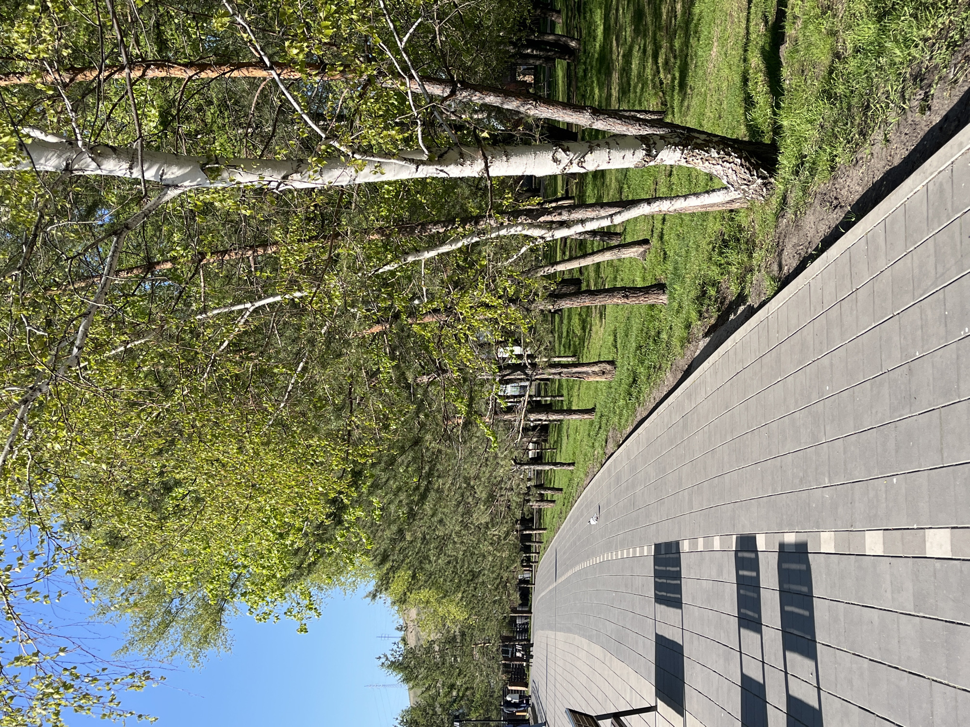 A horizontal outdoor shot shows a pathway lined with trees in Krasnoyarsk, Russia. The pathway is constructed of gray rectangular blocks and curves to the right. Shadows of lampposts are cast across the pathway. A row of trees lines the left side of the pathway, with both birch trees (distinguished by their white bark) and evergreens visible. Behind the trees is green grass. The sky is visible in the lower left corner and is blue. There is a bench visible in the lower right.