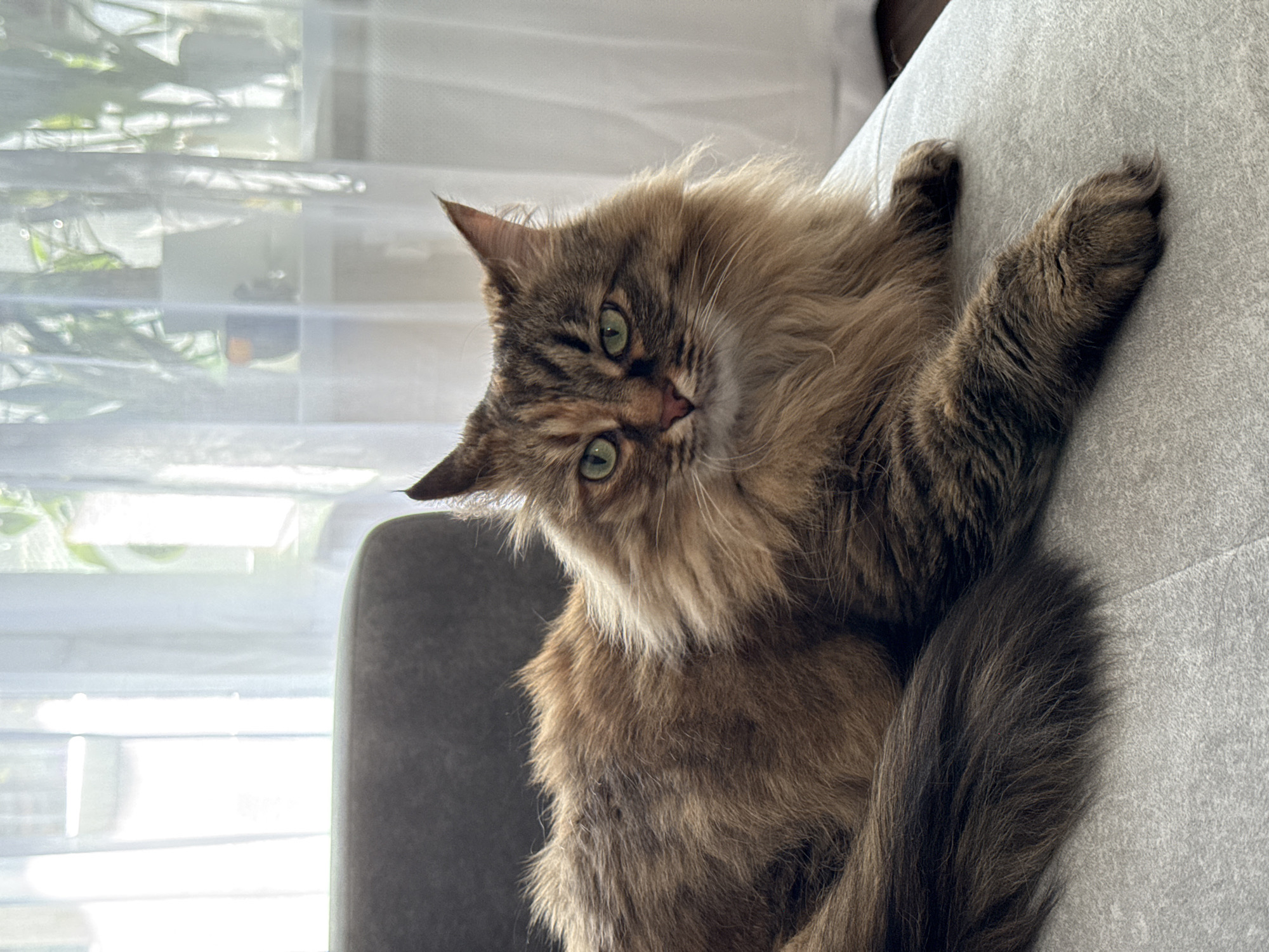 A medium, rotated, eye-level shot depicts a fluffy, brown and grey tabby cat lying on a grey sofa, with its right paw extended. The cat is angled slightly towards the viewer, with its head tilted. Its eyes are green. In the background, there is a bright window with sheer white curtains. Part of a grey chair is visible to the left of the cat. The environment suggests an indoor, domestic setting. There is no indication of the location being in the city of Votkinsk, Russia.