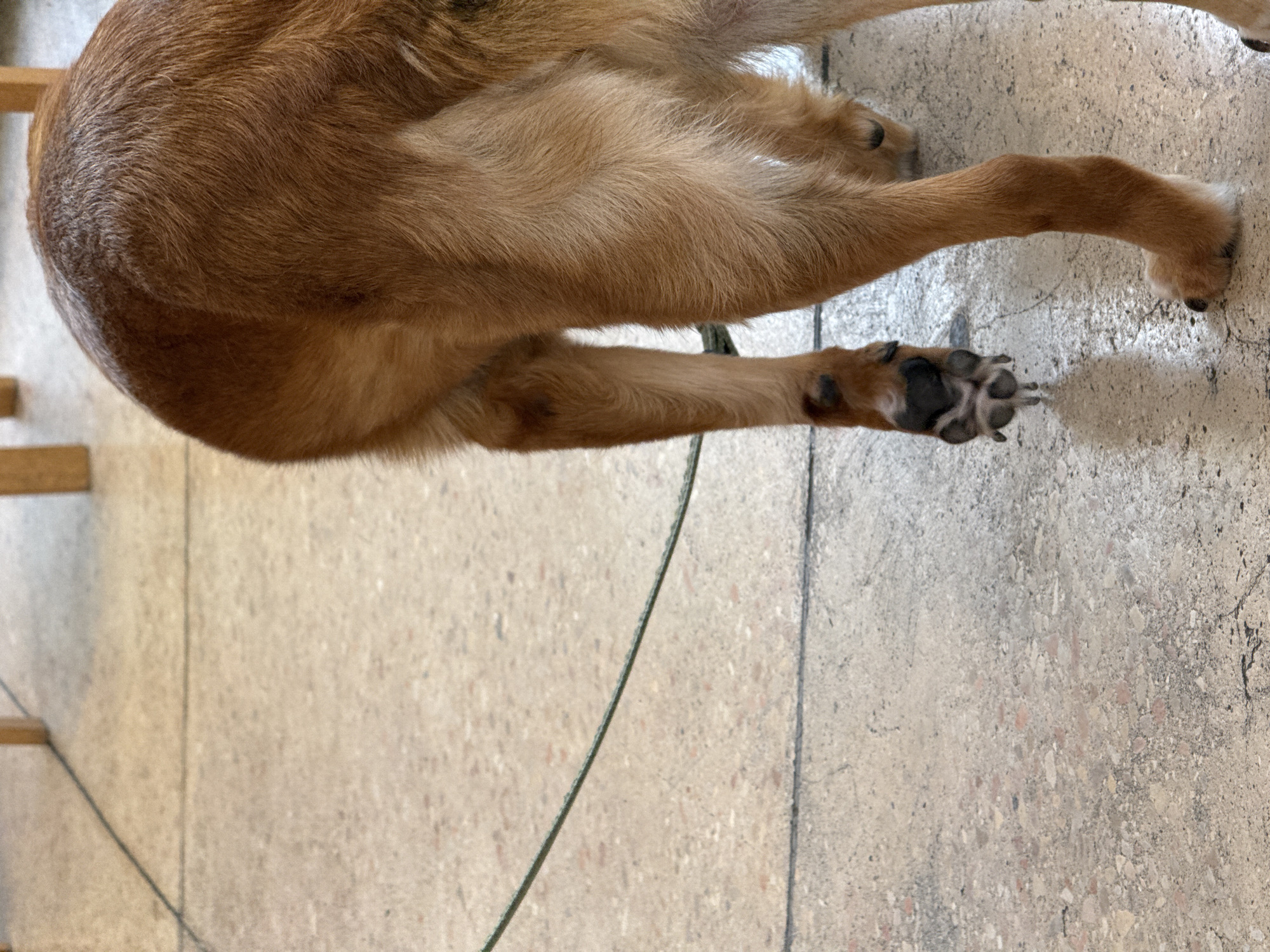 The image shows the hindquarters and legs of a tan dog lying on a concrete floor. A thin, green leash is visible near the dog's legs. Part of a wooden chair is visible in the upper left corner. The location is not discernable in the image; therefore, I cannot confirm its location in Tel-Aviv, Israel.