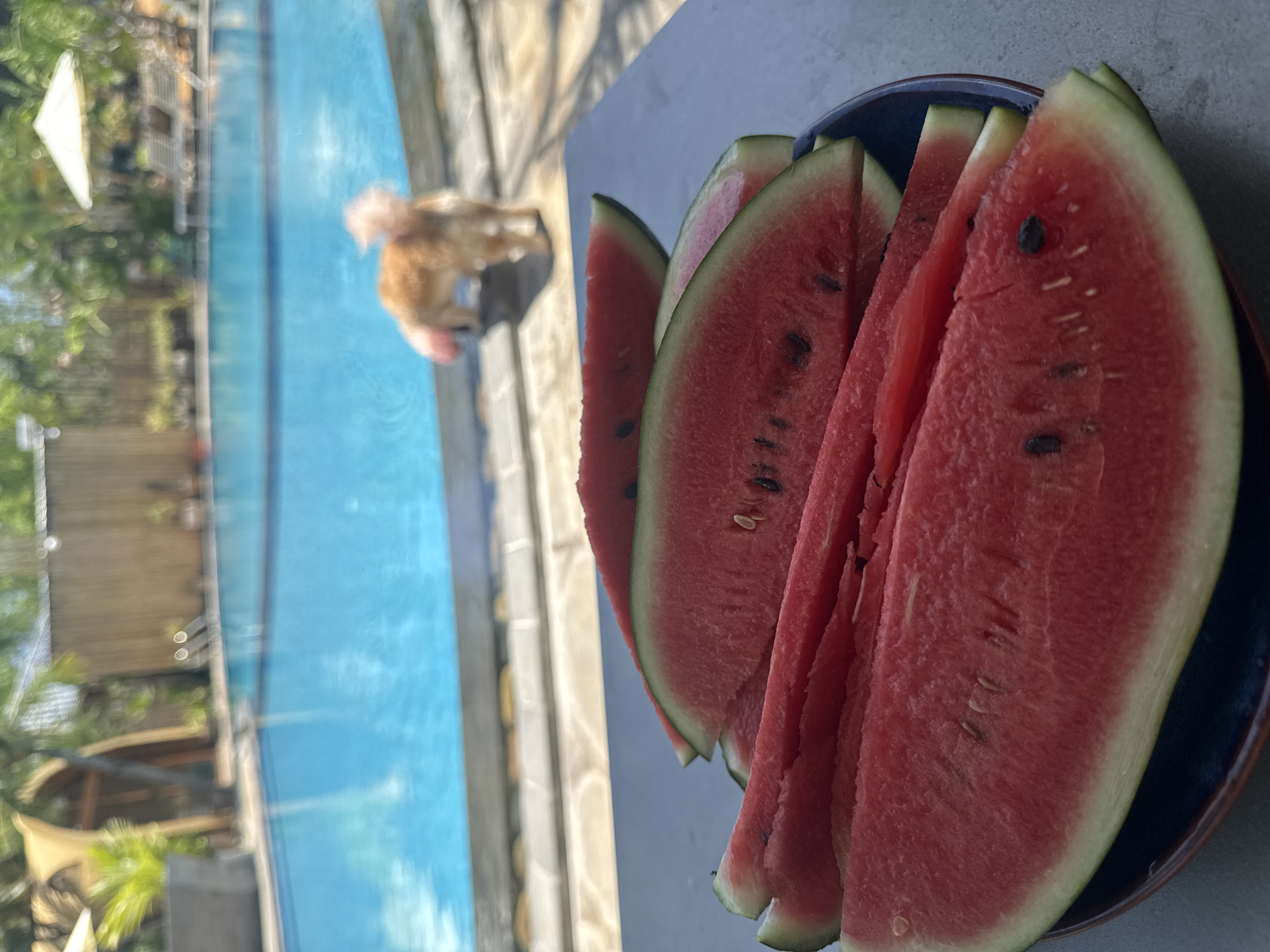 A plate of sliced watermelons sits on a table in the foreground, with a swimming pool and a small, light-brown dog visible in the background. The dog is facing away from the camera, walking towards the pool. The pool is bright blue, with the edge of the pool and some lounge chairs visible. Behind the pool, there is some tropical foliage and a thatched-roof structure. The scene appears to be in Mũi Né, Vietnam, given the presence of tropical vegetation and the style of the structures.