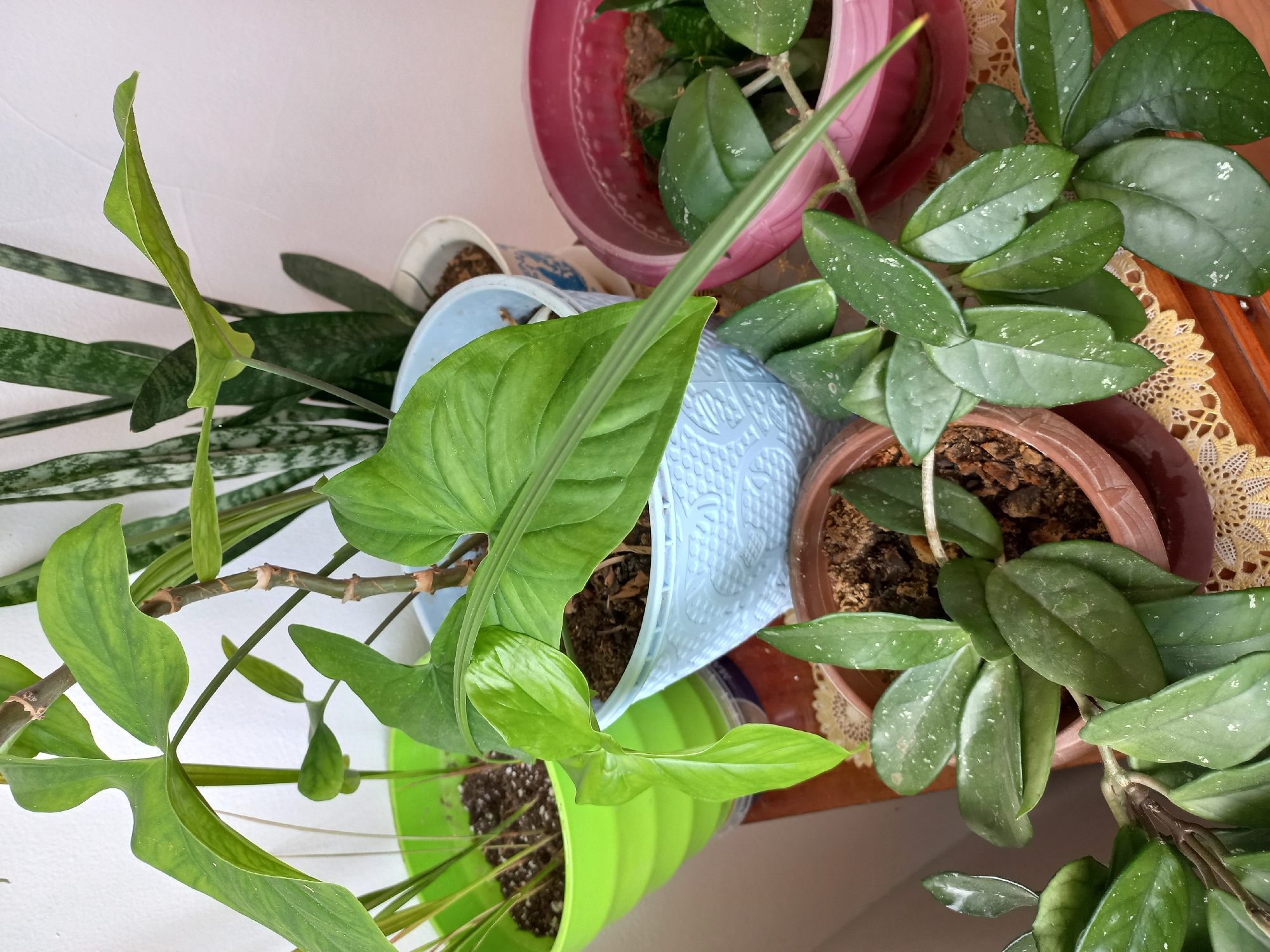 An overhead medium shot captures a collection of houseplants on a wooden surface. The plants are in various pots, including a bright green plastic pot, a light blue textured pot, a pink pot, and a brown pot. Dominating the foreground is a trailing vine with dark green, oval-shaped leaves speckled with white. To its right, another plant features larger, more pointed leaves with a similar speckled pattern. In the background, a plant with distinctly lobed, arrow-shaped leaves is prominent, with a taller, striped-leaf plant partially visible behind it. The lighting suggests an indoor setting, likely a home or office, with a plain, light-colored wall in the background. There are no people or animals visible in the scene. The scene does not provide any information that would allow for identification of the location in Ashgabat, Turkmenistan.