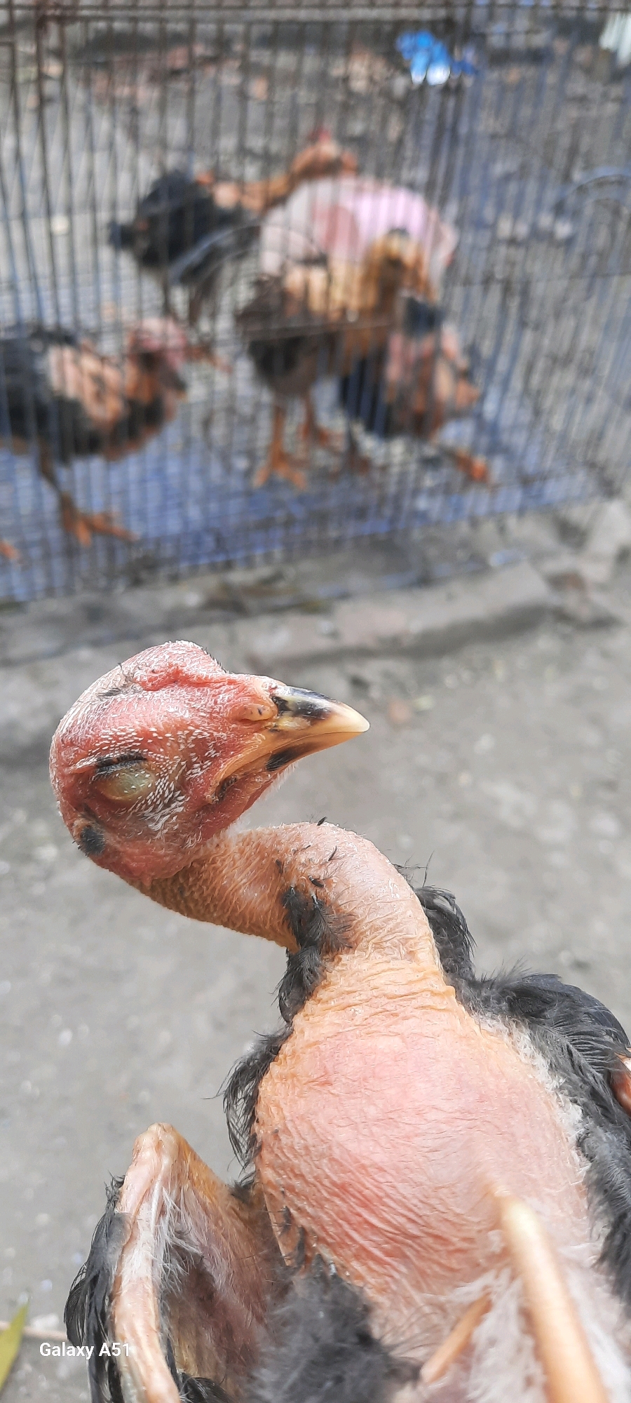 In Jatitengah, Indonesia, a close-up, vertical, outdoor shot focuses on the head and neck of a chicken. The chicken, appearing unhealthy with sparse feathers and exposed skin, is held in the foreground, with its head turned to the right and its eye closed. In the blurred background, other chickens are visible inside a metal cage. The ground surface is visible beneath the cage.