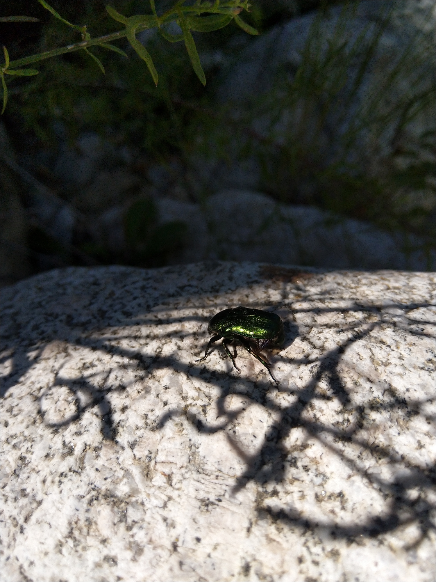 A close-up, ground-level shot focuses on a metallic green beetle on a speckled, light-colored rock. The beetle is positioned in the lower right quadrant of the image and is in sharp focus. Its legs are splayed out as if it is walking or about to move. The rock surface is textured with dark speckles. In the background, out of focus, are dark, rocky surfaces and hints of green foliage. Shadowy patterns, possibly from leaves or branches overhead, are cast across the rock in the foreground and middle ground. The lighting suggests it is daytime, with the sun casting distinct shadows. There are no people or any other identifiable man-made objects visible in the scene. The image appears to be taken outdoors in a natural or semi-natural environment, potentially a park or garden area. There is no information in the image to indicate a specific location within the city of Garliano, Bulgaria.