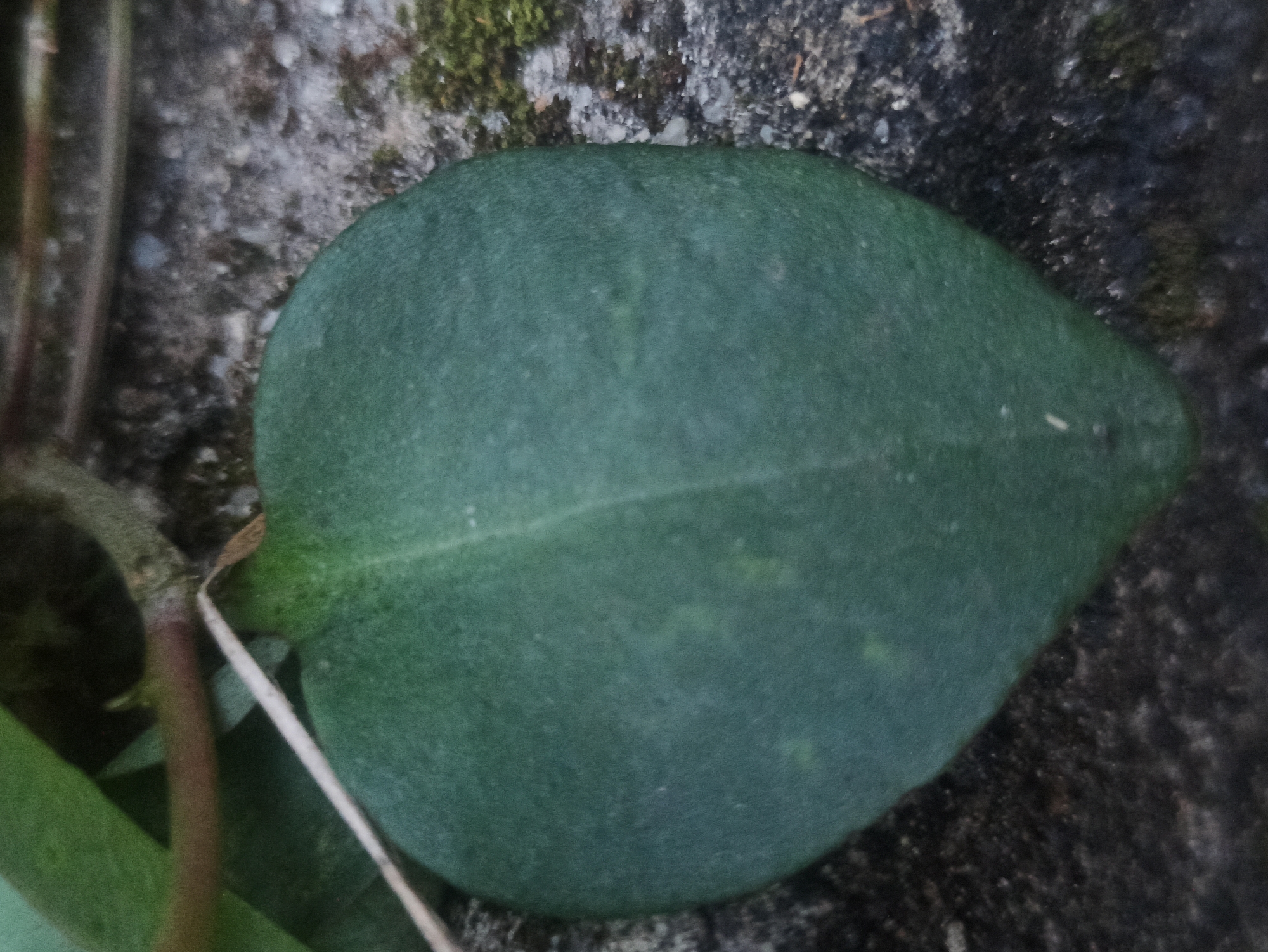 A close-up, overhead shot shows a single, dark green, heart-shaped leaf resting on a rough, textured surface composed of greyish, speckled stones and a patch of dark soil with some moss. The leaf is the dominant subject, filling most of the frame. A thin, reddish-brown stem runs diagonally across the upper left portion of the image, partially obscured by another green leaf. The background is dark and out of focus, suggesting a natural, outdoor environment. The specific location within Tuba, Indonesia is not discernible from the visual information provided.