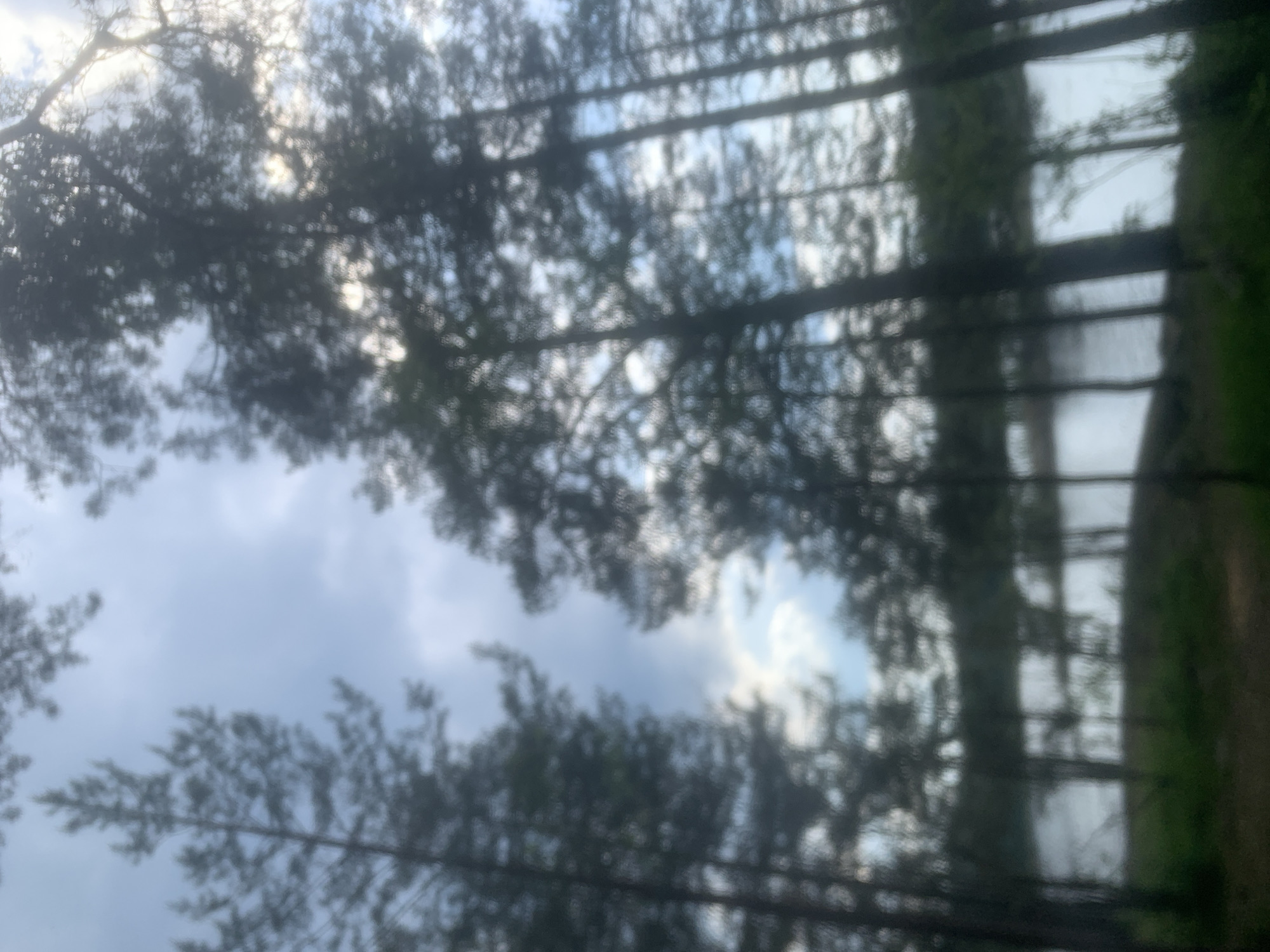 This extremely blurry and out-of-focus image, taken in Boitsovo, Russia, depicts a natural landscape dominated by trees and a body of water. The upper two-thirds of the frame show an overcast sky with patches of lighter blue and white, suggesting diffuse sunlight. Numerous tall, dark, silhouetted trees, likely conifers or pines, frame the scene on the left and right, with some extending across the middle ground. Their foliage, branches, and trunks are indistinct due to the extreme blur. A large, light-colored body of water, possibly a lake or river, occupies the middle ground horizontally, appearing as a bright, featureless band behind the trees. The foreground, at the bottom of the image, is dark and indistinct, suggesting ground or low vegetation. No people, animals, or man-made objects are discernible, and no actions or interactions are depicted within the static scene.