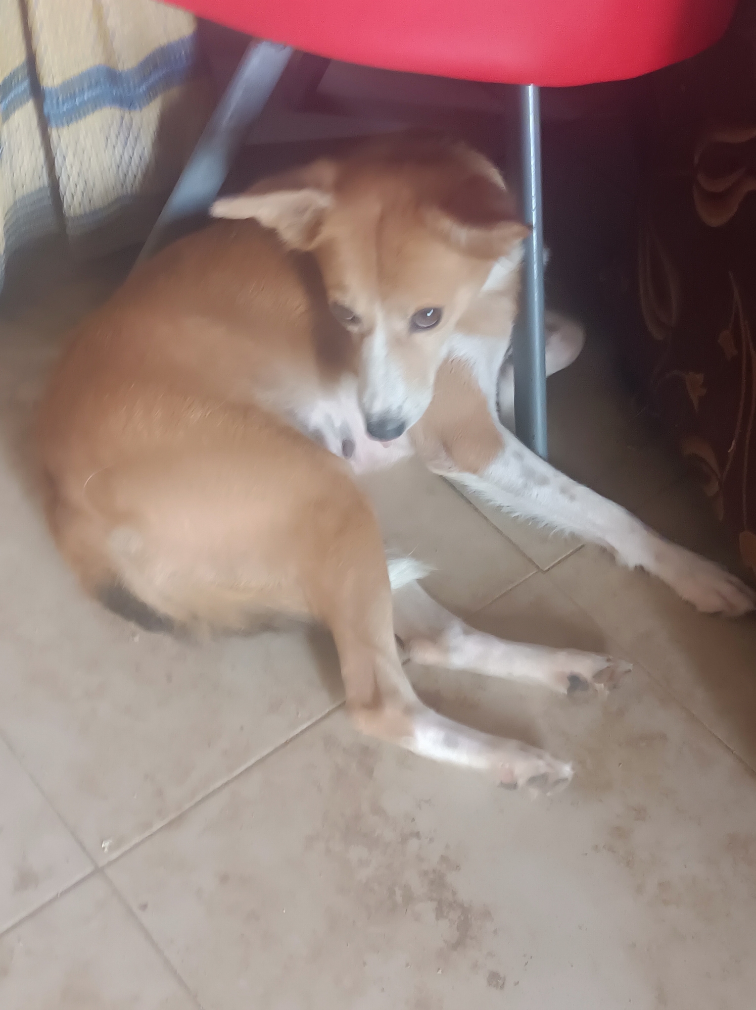 A tan and white dog lies on a tiled floor under a red chair. The scene appears to be indoors. The exact location in Narayi, Nigeria, cannot be determined from the image.