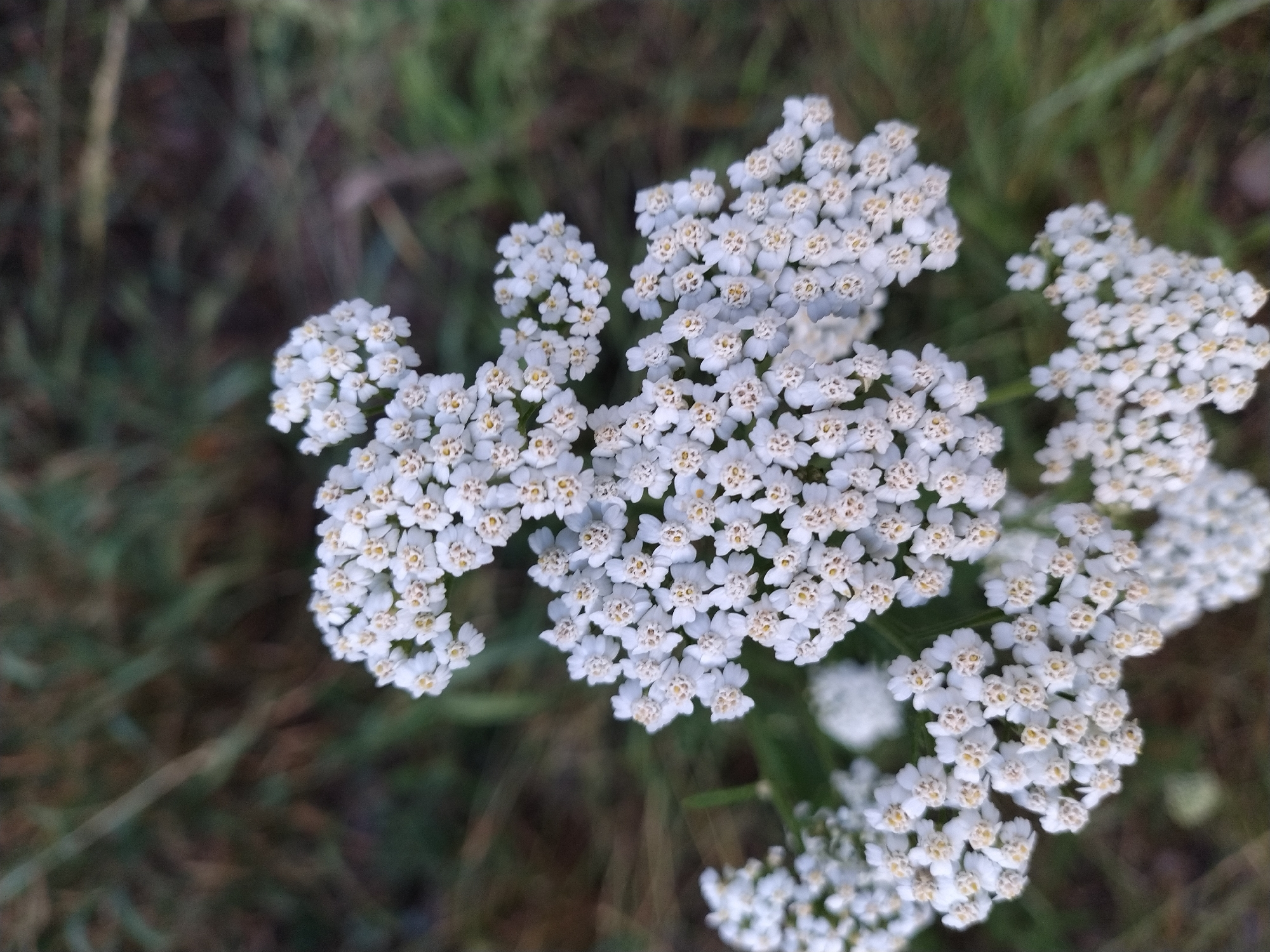 A close-up, shallow depth of field photograph shows clusters of small white flowers with yellow centers. The flowers are a part of a larger plant, with some blooms in focus and others blurred in the foreground and background. The background is a soft blur of green and brown, suggesting a natural outdoor setting. The image was taken in Dobev, Czechia.
