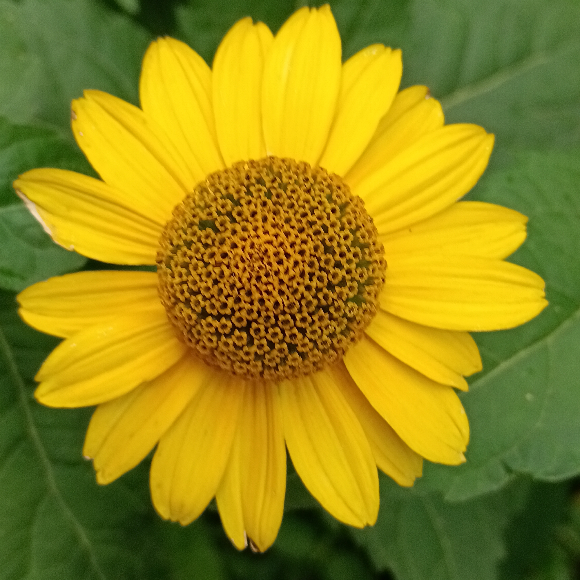 The image is a close-up, top-down view of a single, bright yellow flower with a dark, textured center. The flower has multiple petals radiating outwards. The background is composed of blurred green leaves, indicating an outdoor setting, likely a garden or natural environment. There is no identifiable location in the city of Samara, Russia, nor are there any people, actions, or interactions depicted in the image. The scene is static and focuses solely on the flower.