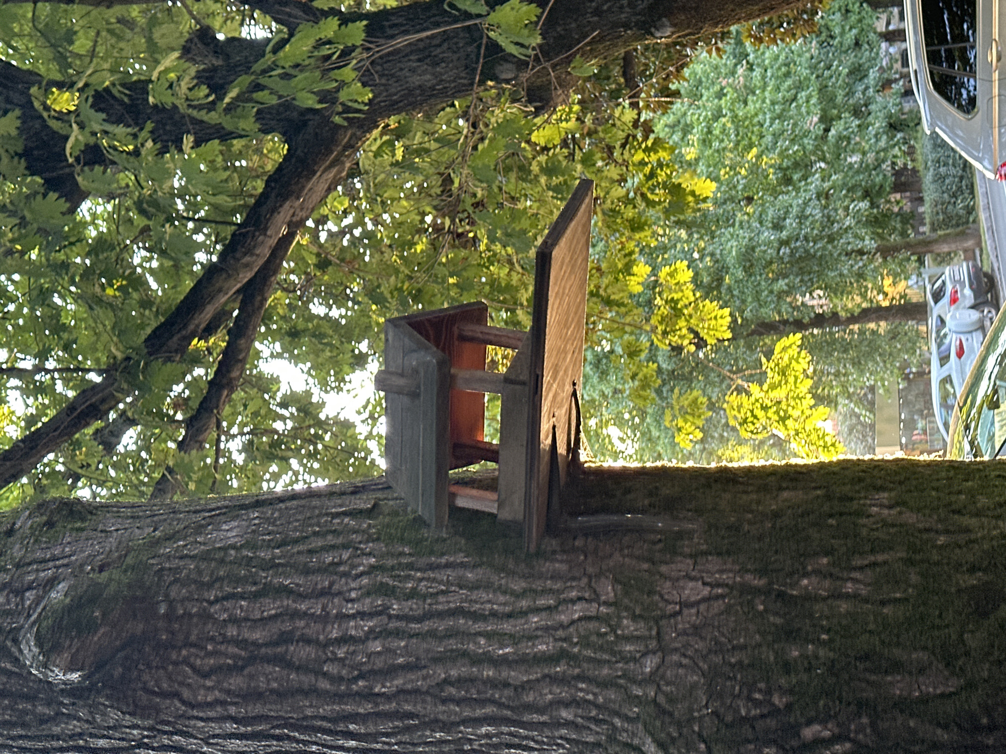 A wooden bird feeder is attached to the thick, dark bark of a large tree. The feeder has a small, pitched roof and an open platform. The tree is surrounded by lush green foliage, with sunlight filtering through the leaves, creating a dappled effect. In the background, several cars are parked along a street, and a hedge is visible. The scene appears to be an outdoor public space. The location is identified as Sochi, Russia.