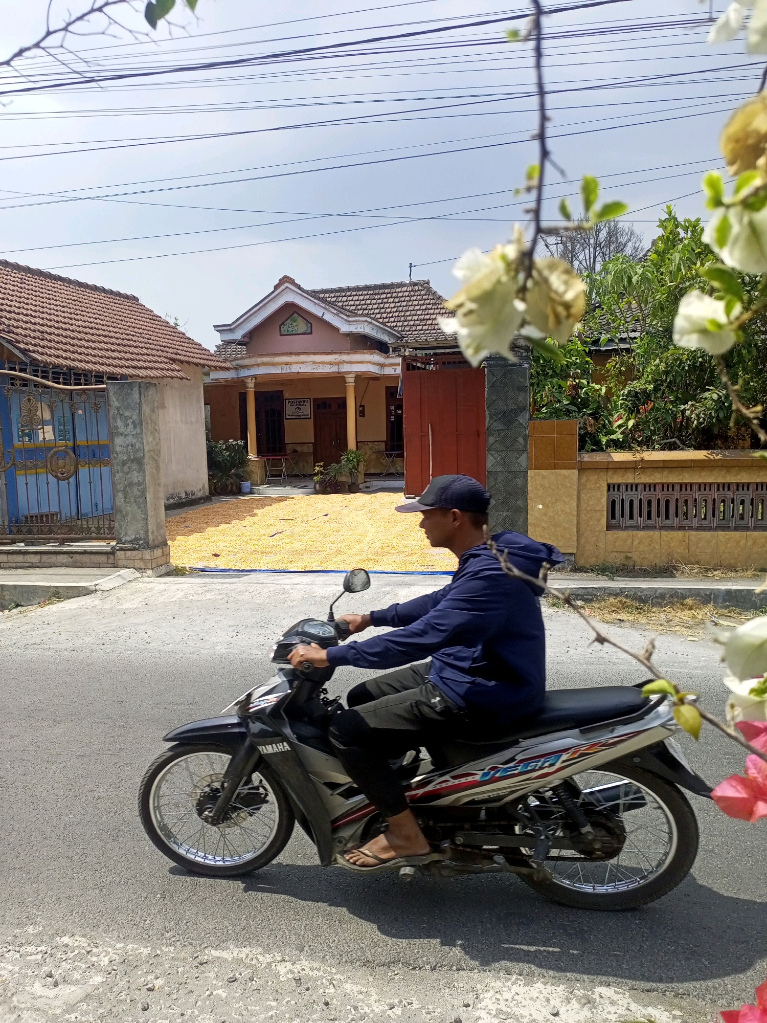 In Ngasem, Indonesia, a man wearing a dark blue hoodie and a black baseball cap rides a black and silver Yamaha motorcycle. He is seen from the side, with his right hand on the handlebars and his left hand on the left handlebar. He wears flip-flops. The motorcycle's front wheel, disc brake, and part of the engine are visible. The road surface is asphalt with some gravel. In the background, a house with a brown tiled roof is visible, with a large pile of yellow corn spread out in front of it. A blue metal gate with ornate details stands to the left of the house. Another house is visible further back, with a fenced yard. Branches with white and pink flowers are in the foreground, partially obscuring the view of the scene. Power lines are strung across the sky above the houses.