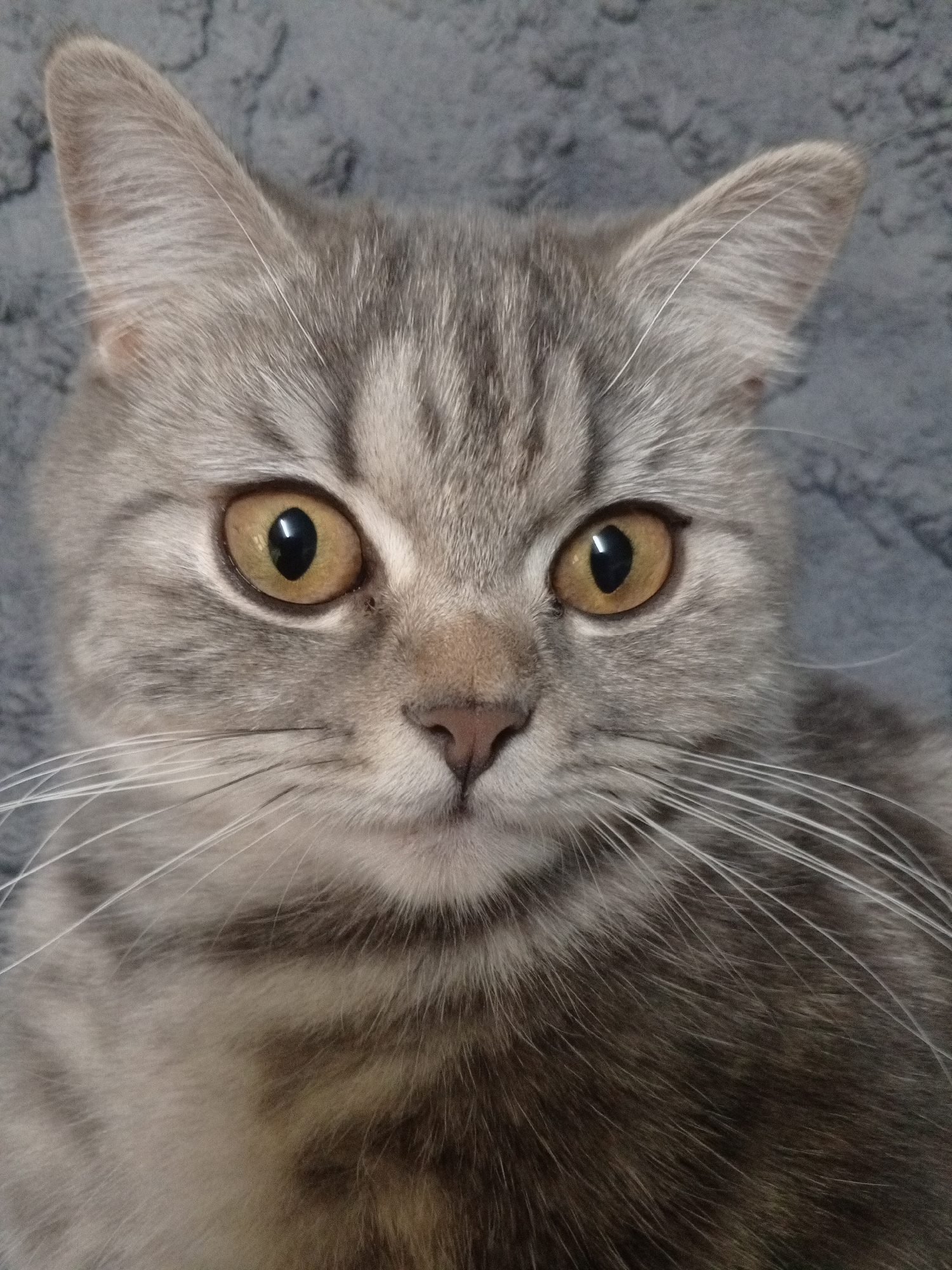 A close-up portrait of a gray tabby cat with golden eyes. The cat is facing forward, with both ears visible and alert. Long white whiskers are prominent. The background is a soft gray, possibly a blanket or cushion. No location information is discernable from the image.