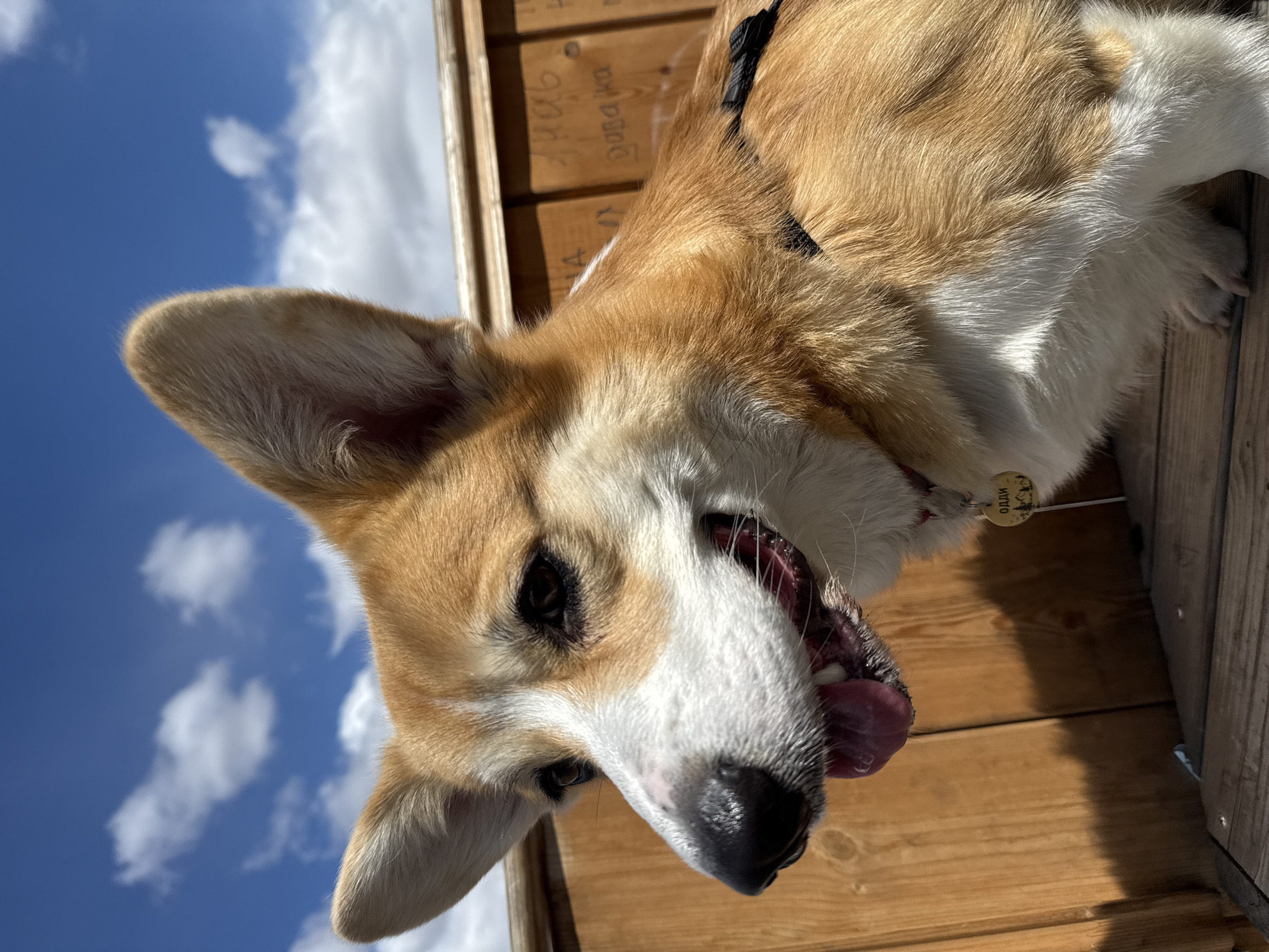 A close-up, angled photograph depicts a Corgi dog with its mouth open and tongue partially visible. The dog is facing slightly downward. A blue sky with scattered white clouds is visible in the background. A wooden structure, possibly a fence or wall, is partially seen behind the dog. The dog wears a harness and a tag. The name on the tag is "ОДДИ." The photograph was taken at an undetermined location. There is no explicit evidence of the location being in the city of Borzya, Russia.