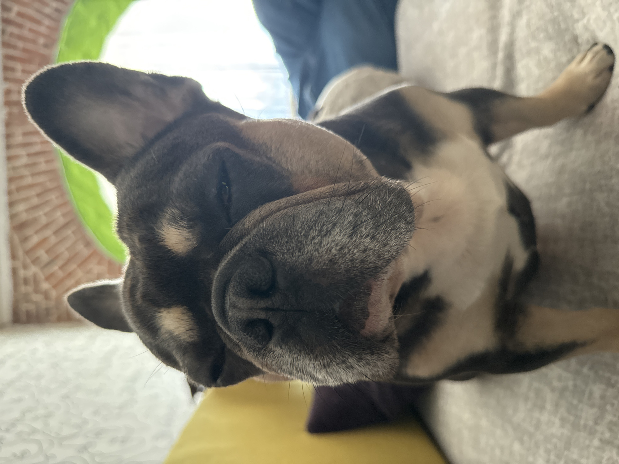 A close-up, slightly low-angle shot shows a French Bulldog looking towards the viewer with its eyes squinted. The dog's head is dark brown with tan markings over its eyes and on its cheeks. Its nose is black and its muzzle is gray and white. The dog is sitting on a light-colored, textured surface, possibly a couch or bed. In the background, a blurry yellow pillow is visible to the left, and a dark pillow is behind it. Further back, a brick archway with a bright green outline is visible, and beyond that, a window with soft light filtering through. The scene appears to be indoors, in a domestic setting. The image was taken in Saint Petersburg, Russia.