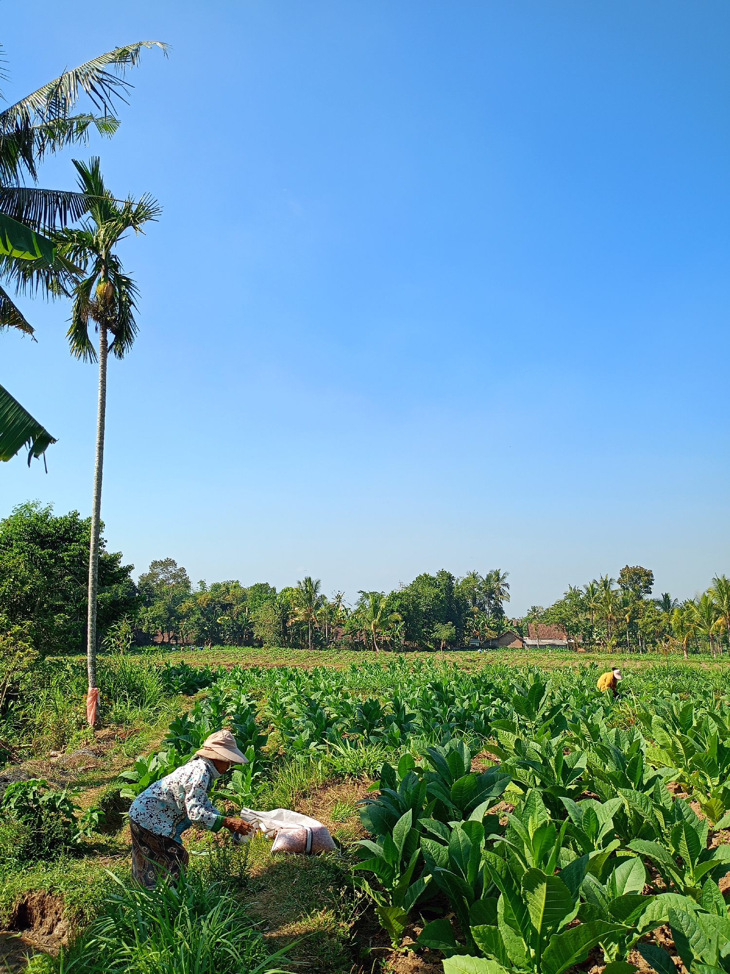 In Panduman, Indonesia, a farmer, wearing a wide-brimmed hat and a patterned shirt, is engaged in agricultural work in a field of tobacco plants. The farmer is tending to a large, white sack filled with what appears to be fertilizer or soil. The field is lush and green, with rows of healthy tobacco plants stretching into the distance. In the background, a line of trees and several small houses are visible, suggesting a rural setting. The sky is a clear, vibrant blue, indicative of a sunny day. Another farmer, wearing a yellow shirt, can be seen working further back in the field. The scene captures a typical day in the life of a farmer in this Indonesian village, highlighting the cultivation of tobacco.