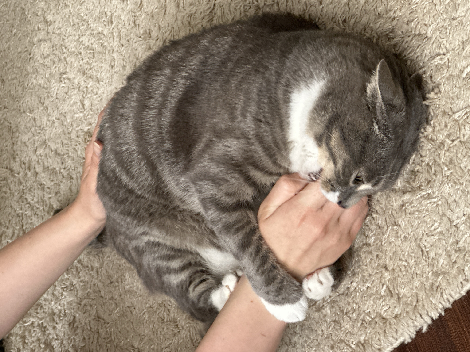 A grey and white striped cat is lying on a beige shag carpet, curled up in a ball. Two human hands are gently petting and holding the cat. The cat's face is partially visible, with its eyes closed. The background shows more of the carpet and a hint of a dark wooden floor. The scene appears to be indoors in a domestic setting.