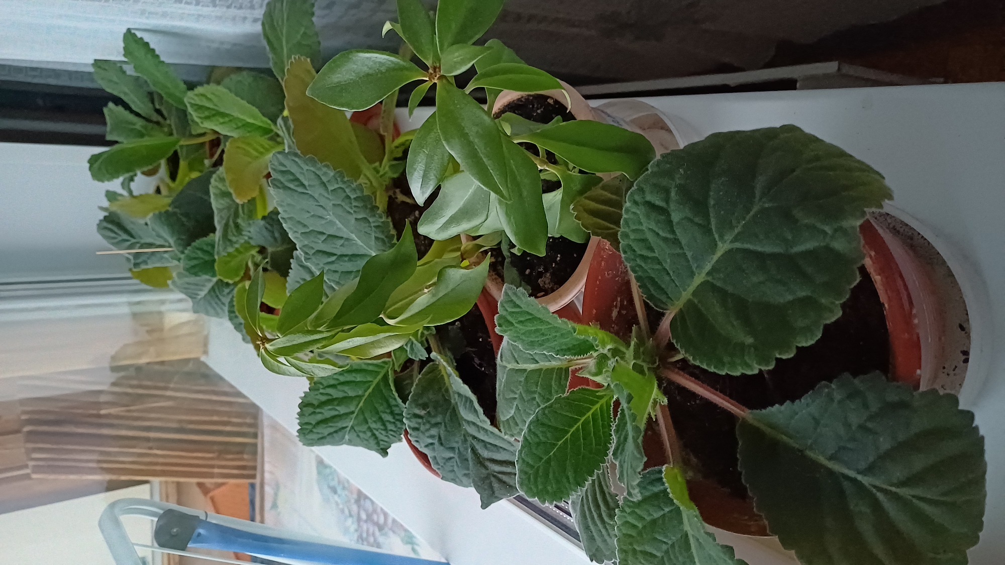 A row of potted plants sits on a white surface, possibly a windowsill. The plants vary in leaf texture and type, with some having smooth, bright green leaves and others having textured, velvety green leaves. The pots appear to be terracotta or plastic. The context of Balashikha, Russia is not discernible from the image.