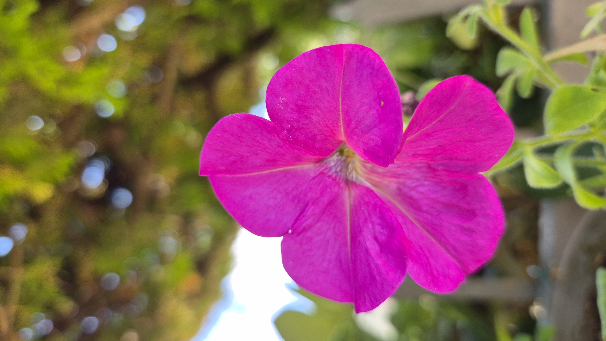 A close-up, eye-level shot focuses on a vibrant magenta petunia flower. The flower is in full bloom and faces the viewer, with its five petals spread open. The center of the flower shows darker pink veins radiating from the core. The background is softly blurred, with green foliage and bokeh lights from what appears to be sunlight filtering through trees. The lighting is bright and natural, suggesting an outdoor setting. The lower part of the image shows the green stem and leaves of the plant, with a hint of a gray planter in the bottom left corner. The composition is vertically oriented.