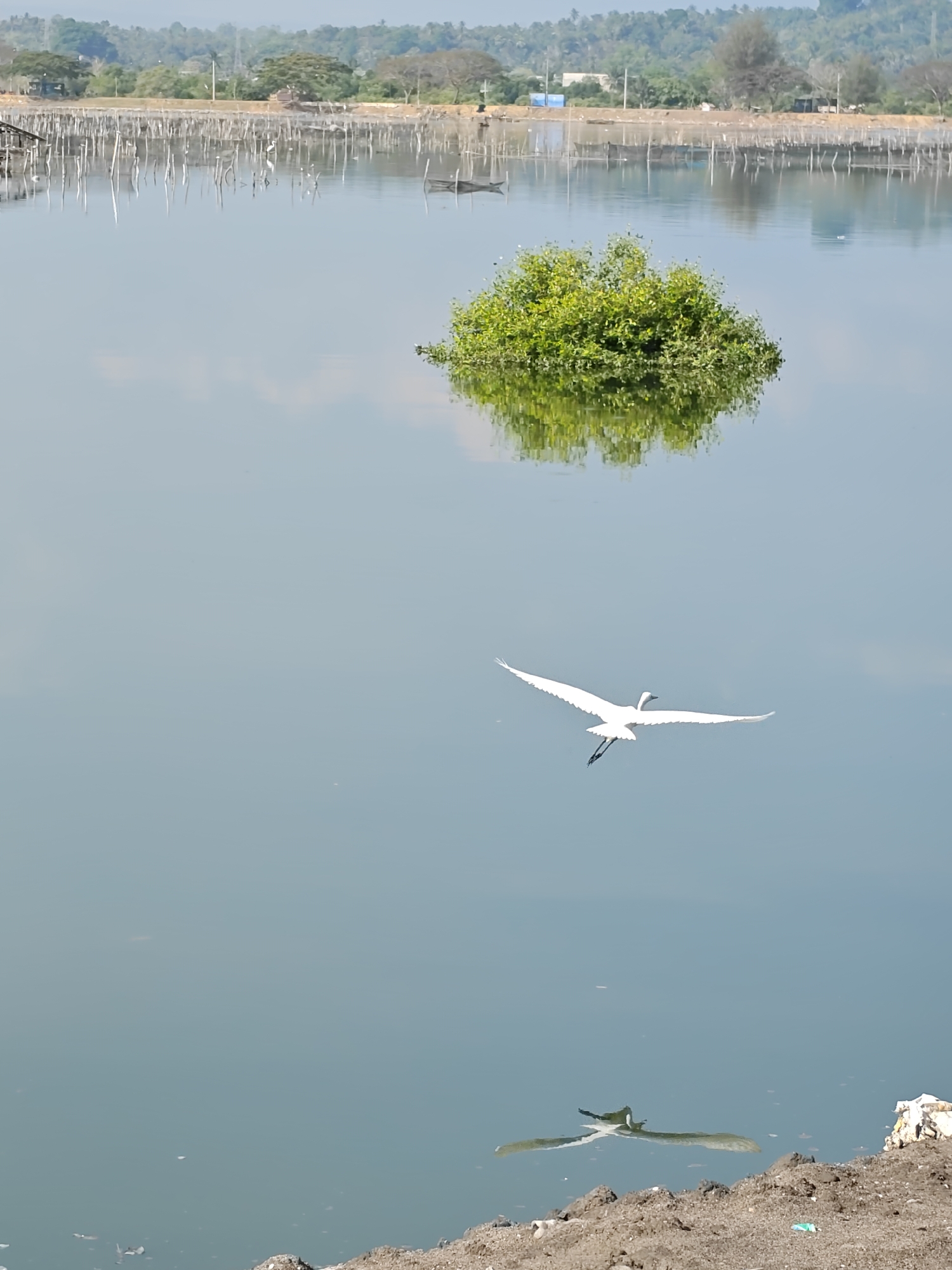 The image captures a tranquil scene in Lhokseumawe, Indonesia, likely a brackish water pond or lake. A small, lush green islet floats in the center of the water, its reflection visible on the surface. A white bird with outstretched wings, possibly an egret, is in mid-flight. Its reflection is also visible in the water. In the background, a row of wooden posts and netting stretches along the edge of the water. Beyond this structure, a line of trees and vegetation marks the horizon. In the foreground, the ground is covered with dark soil and some debris.