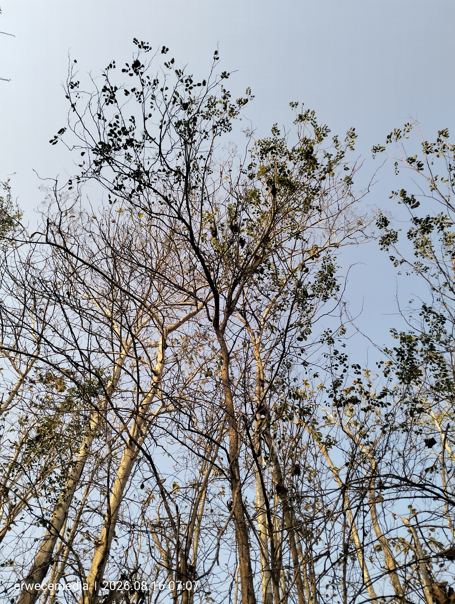 This image captures a low-angle view of a cluster of tall trees against a clear, pale blue sky. The trees appear to be in a state of transition, with many bare branches and some scattered green leaves. The bark of the trees is light-colored, and the overall impression is one of natural growth. The image includes a watermark at the bottom left corner that reads "arwecemedia | 2026.08.16 07:07". This watermark suggests the image was taken in Imogiri, Indonesia, on August 16, 2026, at 7:07 AM. There are no people or man-made structures visible in the frame. The environment is dominated by the natural elements of trees and sky.