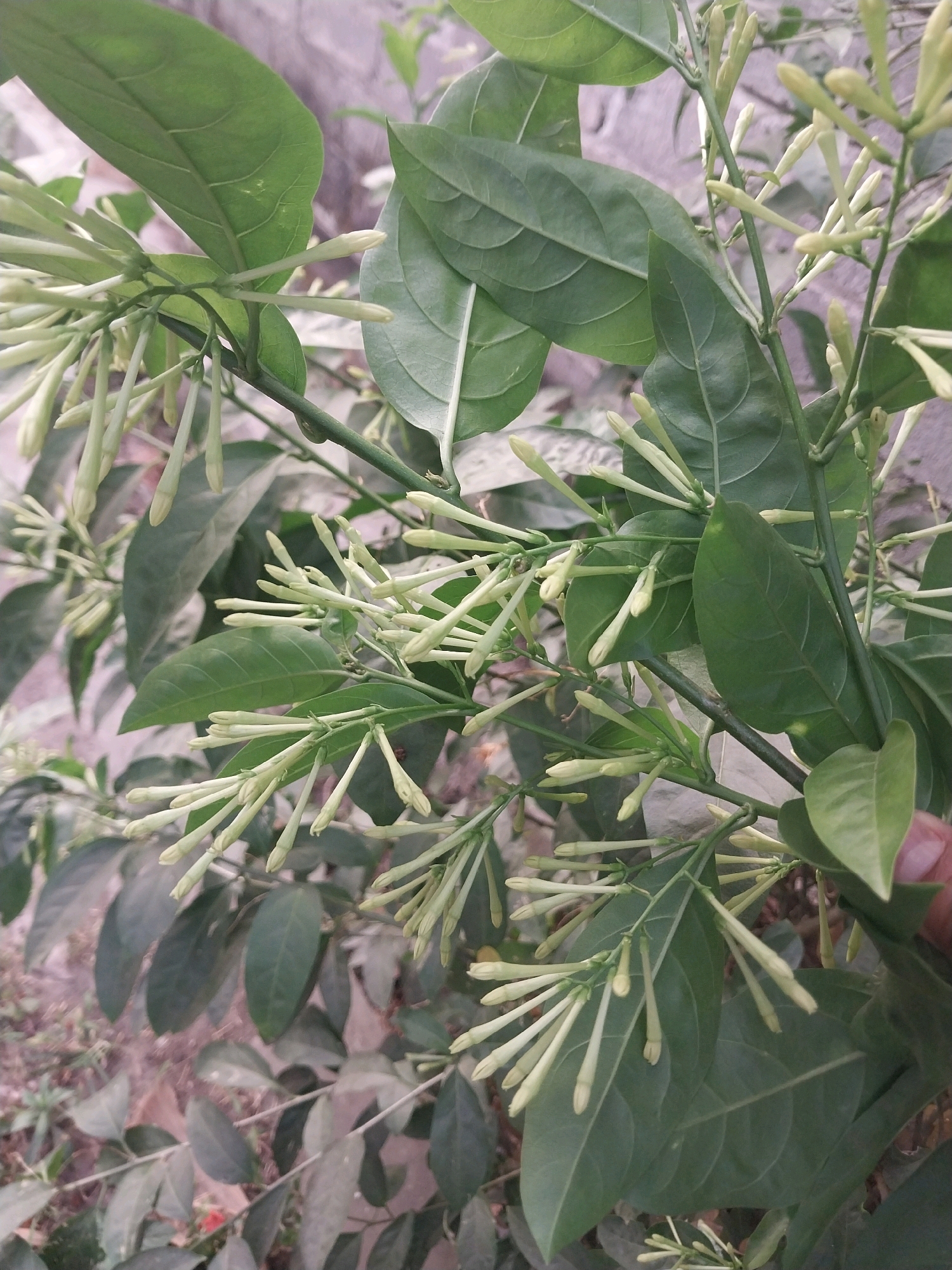 The image shows a close-up of a plant with numerous small, pale green, tubular buds clustered on stems. The buds are pointed at the tip and appear to be on the verge of blooming. Large, dark green leaves with prominent veins are interspersed among the buds. The background is out of focus, showing a blurred mix of green foliage and what appears to be a textured, light-colored surface, possibly a wall. The lighting suggests it is daytime, with soft light illuminating the plant. The image was taken in Nglegok, Indonesia.