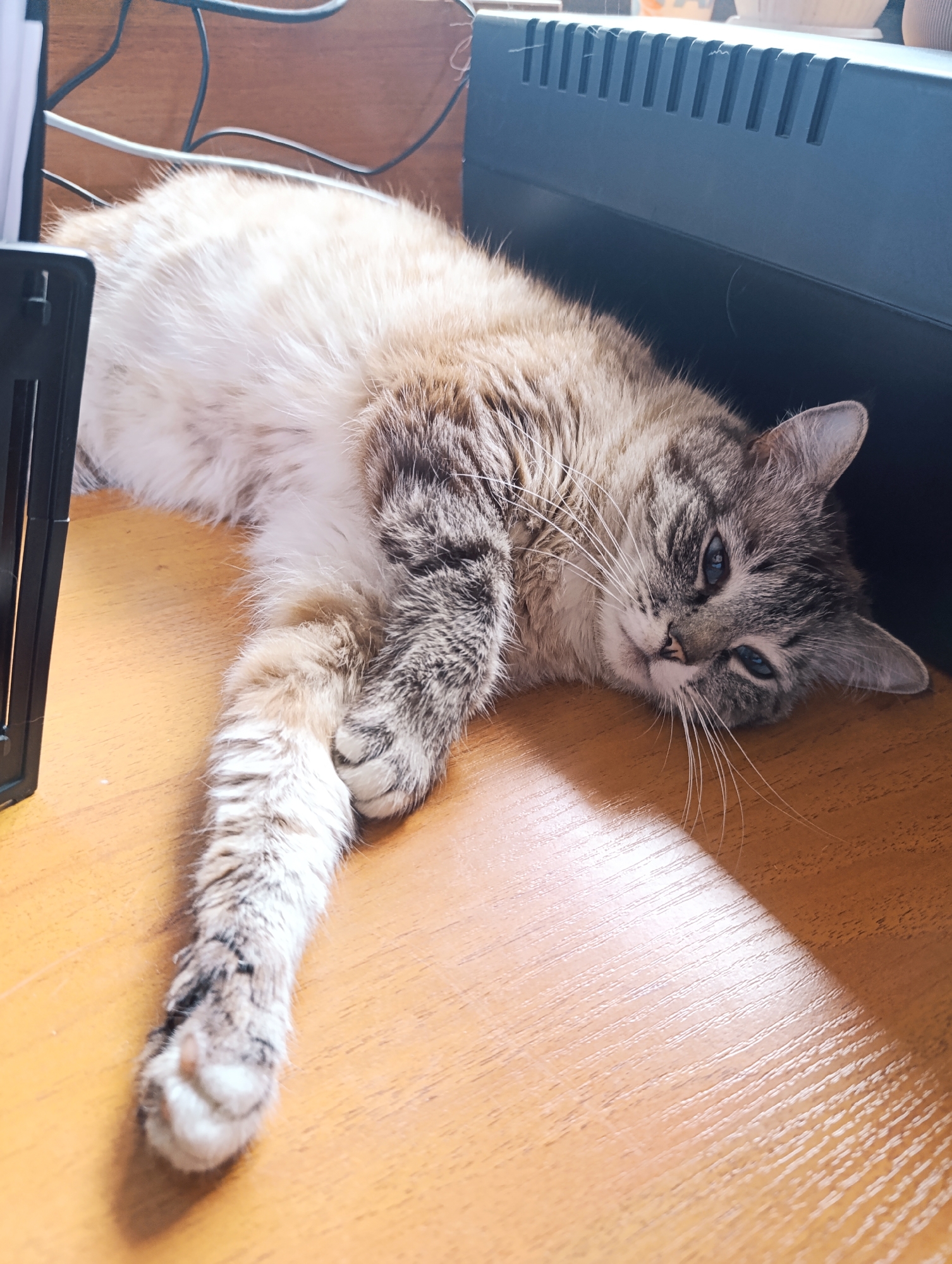 A cat lies on a wood-grain surface. The cat is mostly white with tan and gray markings. Its left paw is extended. The cat's head rests near the edge of the surface, next to a dark electronic device. Other electronic equipment and wires are visible in the background. A strip of bright sunlight illuminates a portion of the wood-grain surface. The location is unknown.