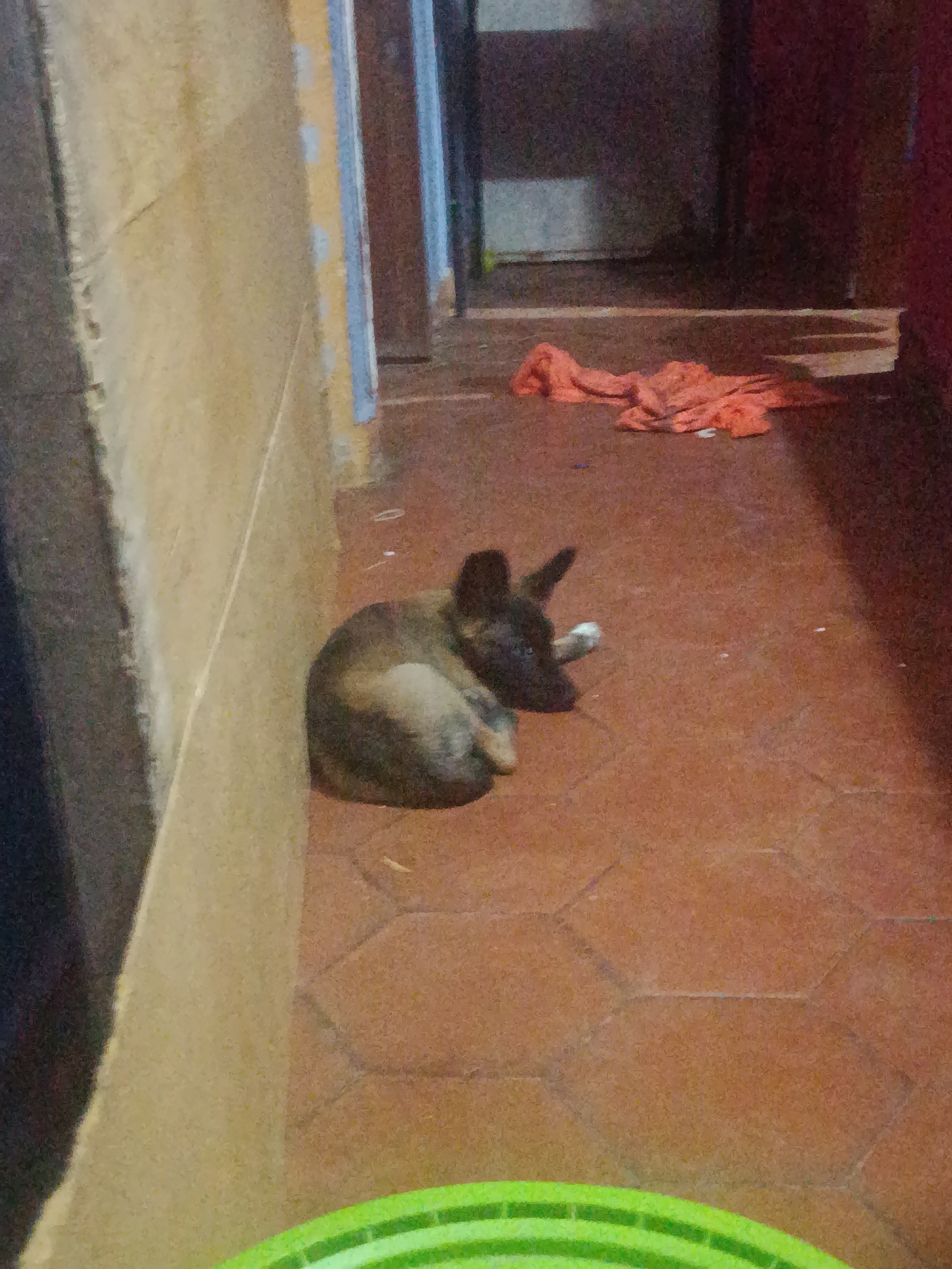 A medium shot shows a dog lying on a tiled floor indoors. The dog has dark fur and pointed ears, and is curled up next to a wall. In the background, there is an orange cloth on the floor, and doorways leading to other rooms. A green object is visible in the lower foreground. The location is Juan Griego, Venezuela.