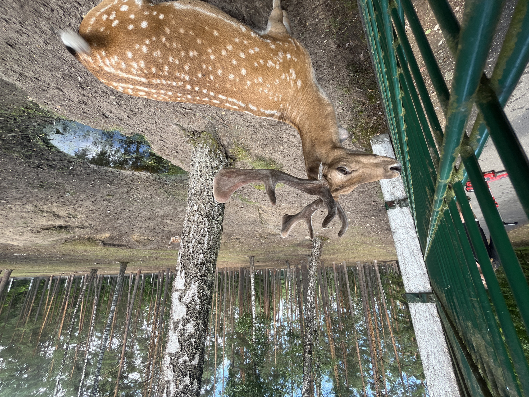 A dappled deer with antlers stands near a green metal fence in a wooded area. The deer is facing left, with its head tilted slightly down towards the fence. Its coat is tan with white spots, and its antlers are branched and brown. Behind the deer, a forest of tall, thin trees, primarily pines and birches, creates a dense backdrop. The ground is covered in dirt, fallen leaves, and some sparse grass. A small pool of water with reflections of trees is visible to the right of the deer. In the foreground, a portion of the green fence is prominent, with some moss or algae visible on its bars. To the left of the fence, a person can be partially seen, along with a red and black object that resembles a scooter or bicycle. The scene appears to be an outdoor enclosure, possibly a park or wildlife sanctuary, given the presence of a fence and the close proximity of the deer to human activity. The location is specified as Камянюцкі сельскі Савет, Belarus.