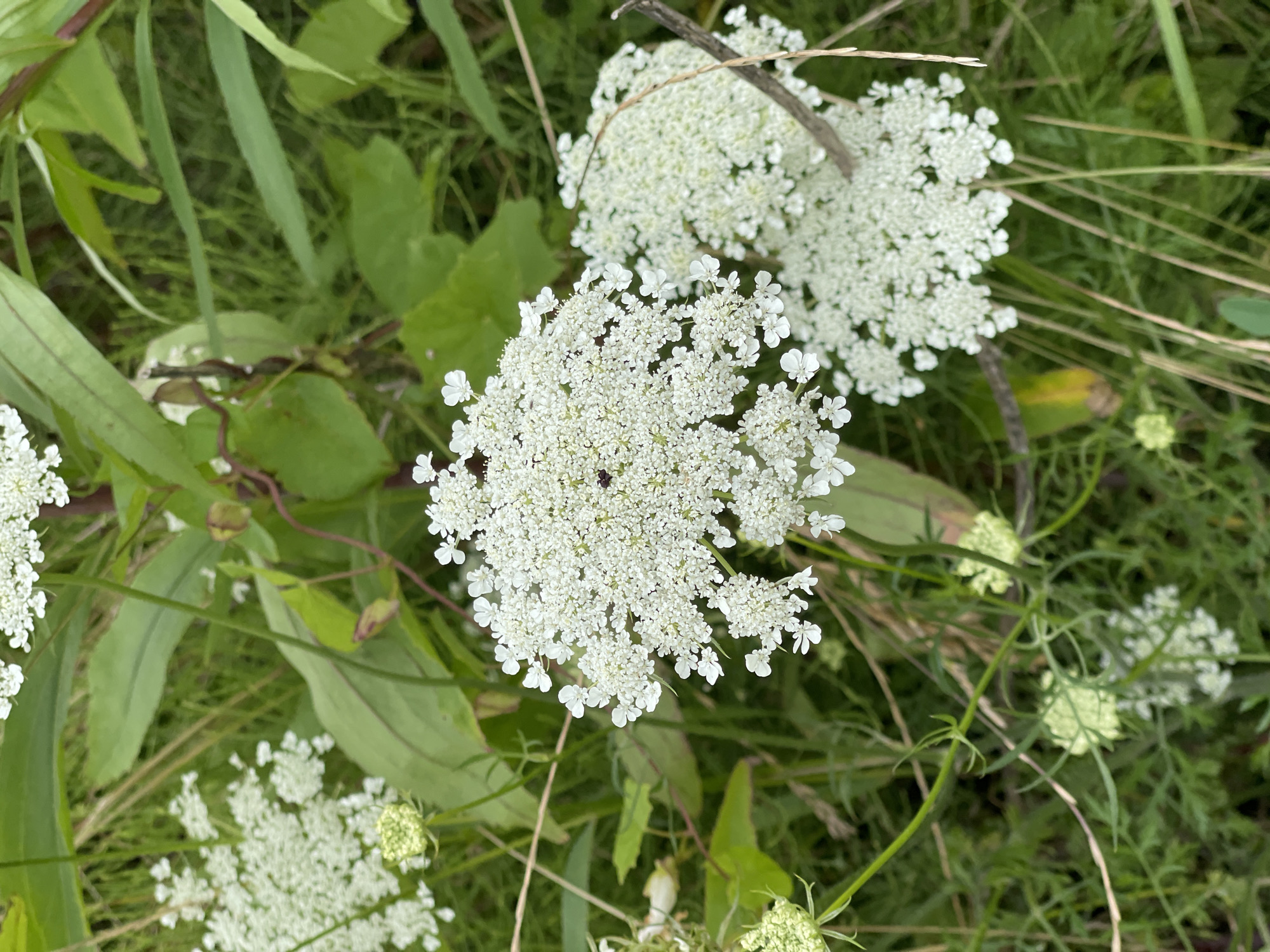 A close-up, eye-level shot captures the delicate white umbel flowers of Queen Anne's Lace (Daucus carota) in an outdoor setting. The flowers, composed of numerous tiny white florets, dominate the frame. One large, fully bloomed umbel is centrally located, with smaller, developing buds visible at the bottom left and right. The foliage is a mix of green leaves and thin, dry grass stalks, suggesting a natural, uncultivated environment. The background consists of more greenery, slightly out of focus, creating a shallow depth of field that highlights the flowers. The lighting appears to be natural daylight, casting soft shadows. There are no people or animals visible in the image. The scene is likely situated in Zelenogradsk, Russia, a city known for its natural landscapes and proximity to the Baltic Sea, where wildflowers commonly grow in open fields and along roadsides.